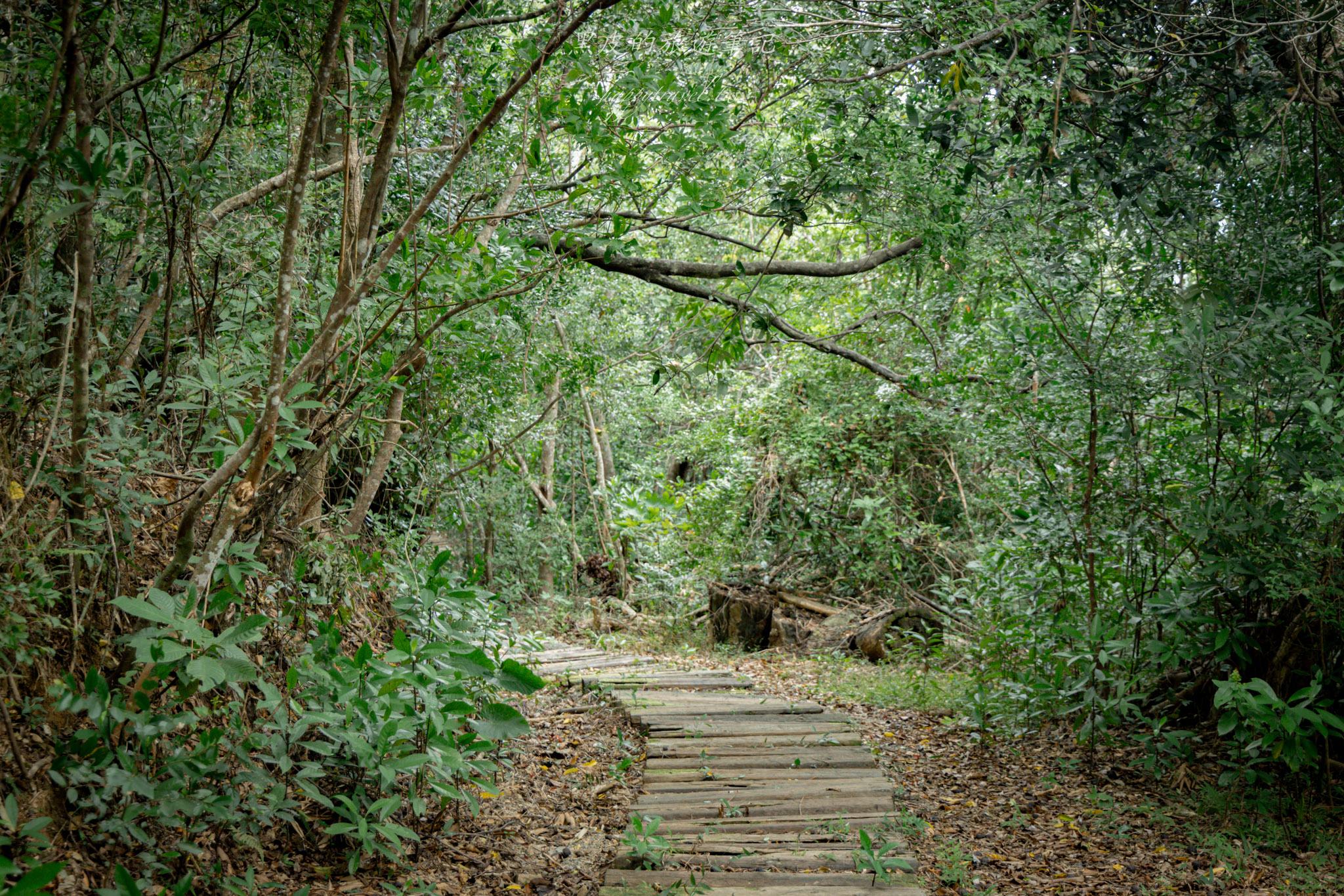台東大武一日遊|走進台東這一片神秘的鄉鎮,千年神榕真的超震撼|大武景點 122 山豬窟休閒農業區