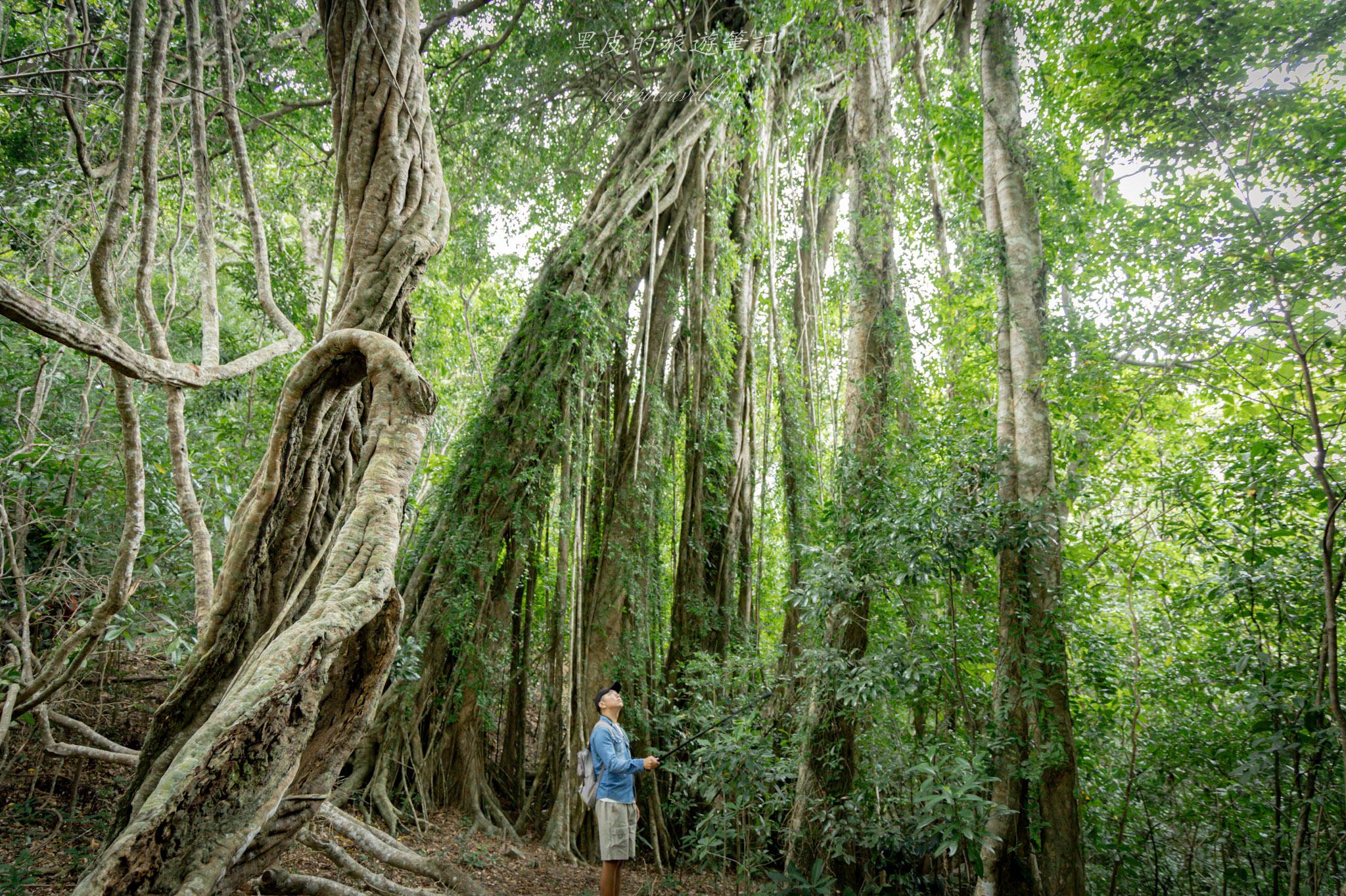 台東大武一日遊|走進台東這一片神秘的鄉鎮,千年神榕真的超震撼|大武景點 126 山豬窟休閒農業區