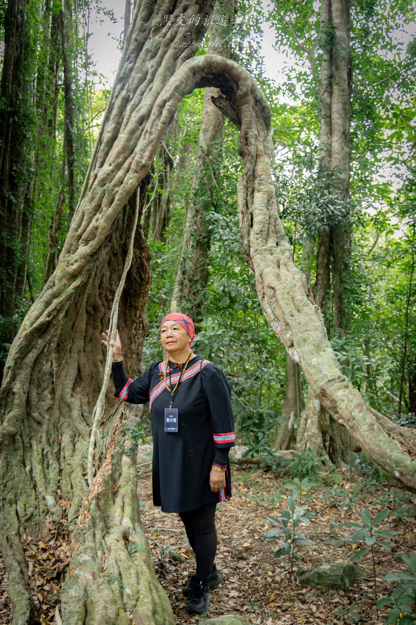台東大武一日遊|走進台東這一片神秘的鄉鎮,千年神榕真的超震撼|大武景點 131 山豬窟休閒農業區