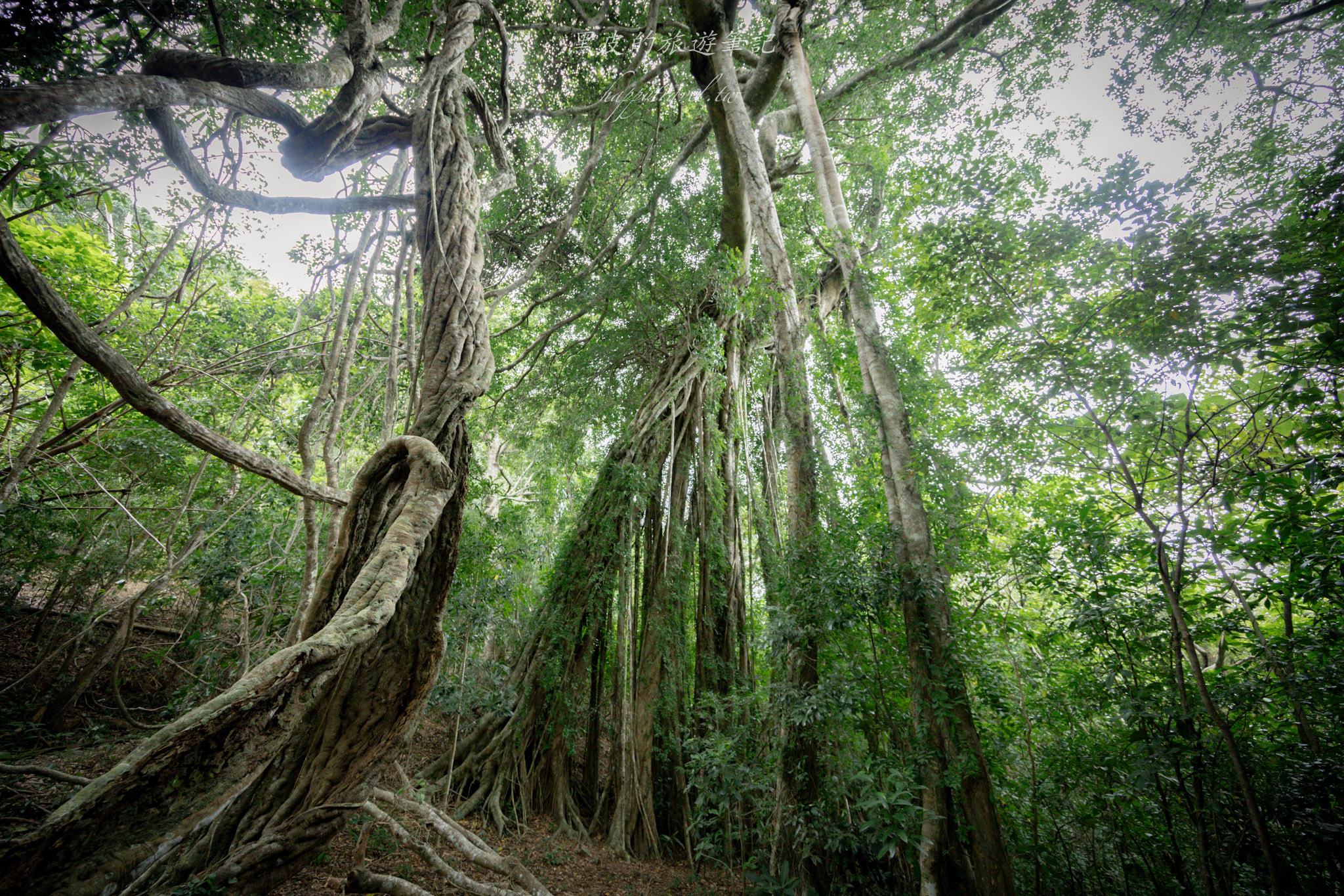 台東大武一日遊|走進台東這一片神秘的鄉鎮,千年神榕真的超震撼|大武景點 127 山豬窟休閒農業區