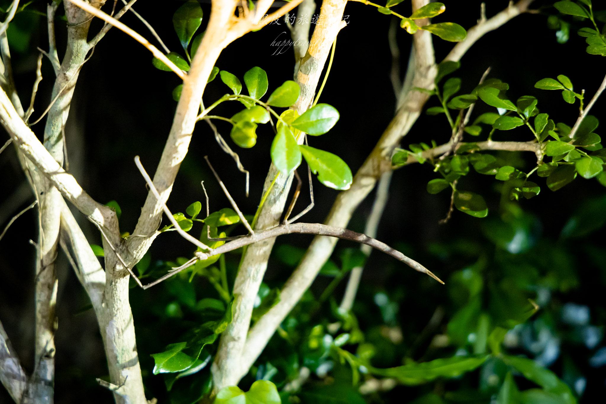 台東大武一日遊|走進台東這一片神秘的鄉鎮,千年神榕真的超震撼|大武景點 153 大武觀海步道