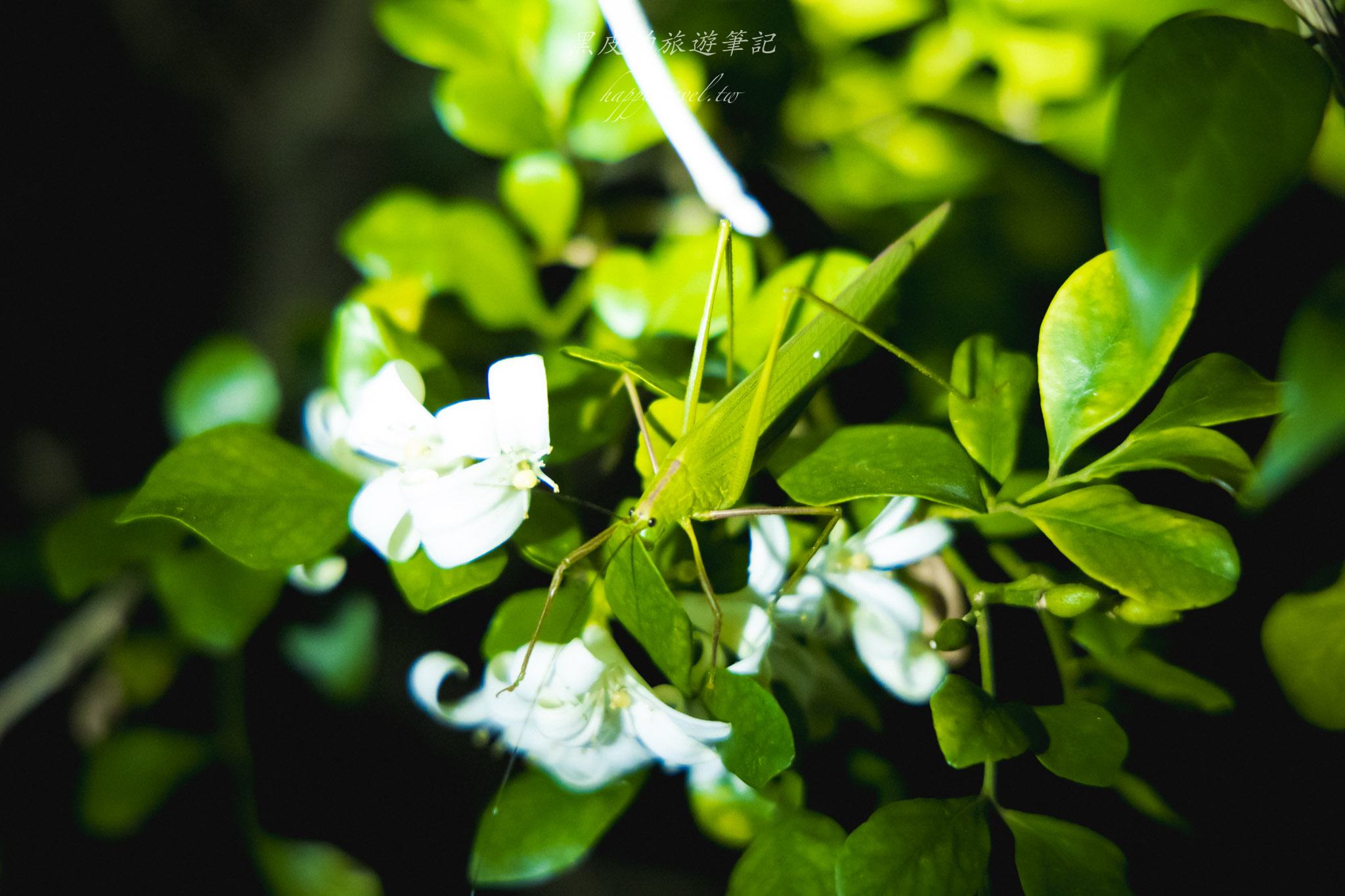 台東大武一日遊|走進台東這一片神秘的鄉鎮,千年神榕真的超震撼|大武景點 157 大武觀海步道