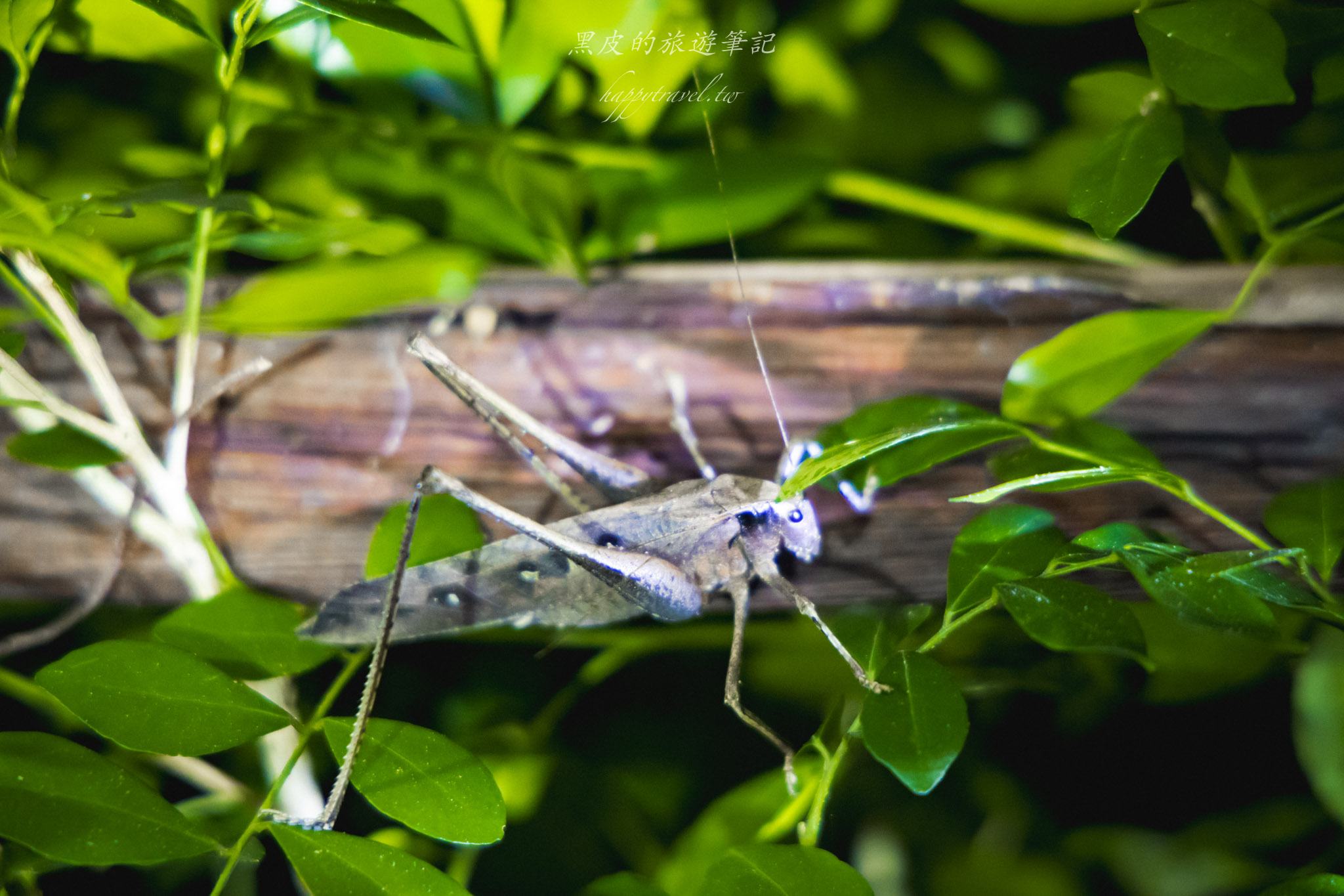 台東大武一日遊|走進台東這一片神秘的鄉鎮,千年神榕真的超震撼|大武景點 154 大武觀海步道
