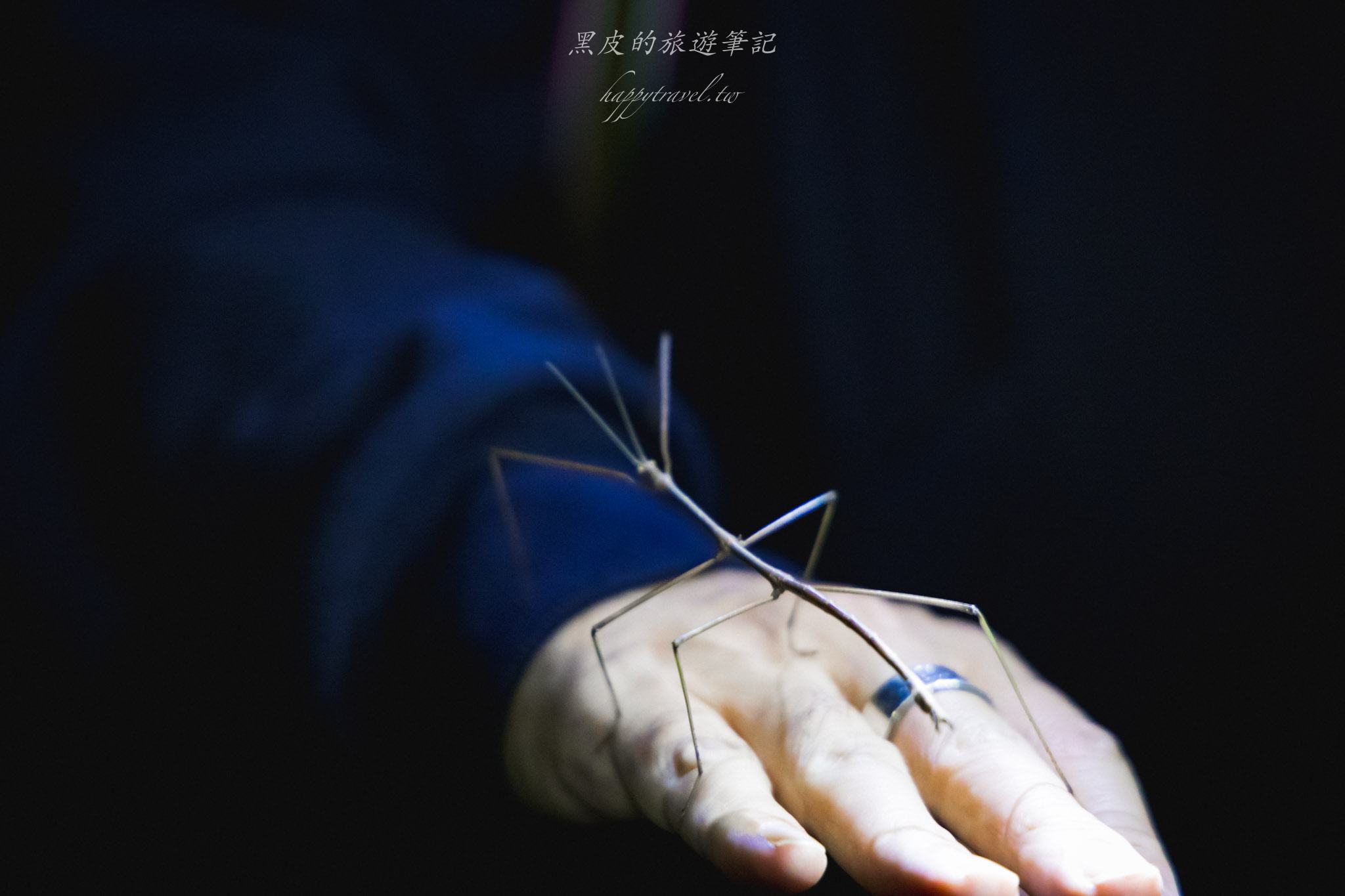 台東大武一日遊|走進台東這一片神秘的鄉鎮,千年神榕真的超震撼|大武景點 155 大武觀海步道