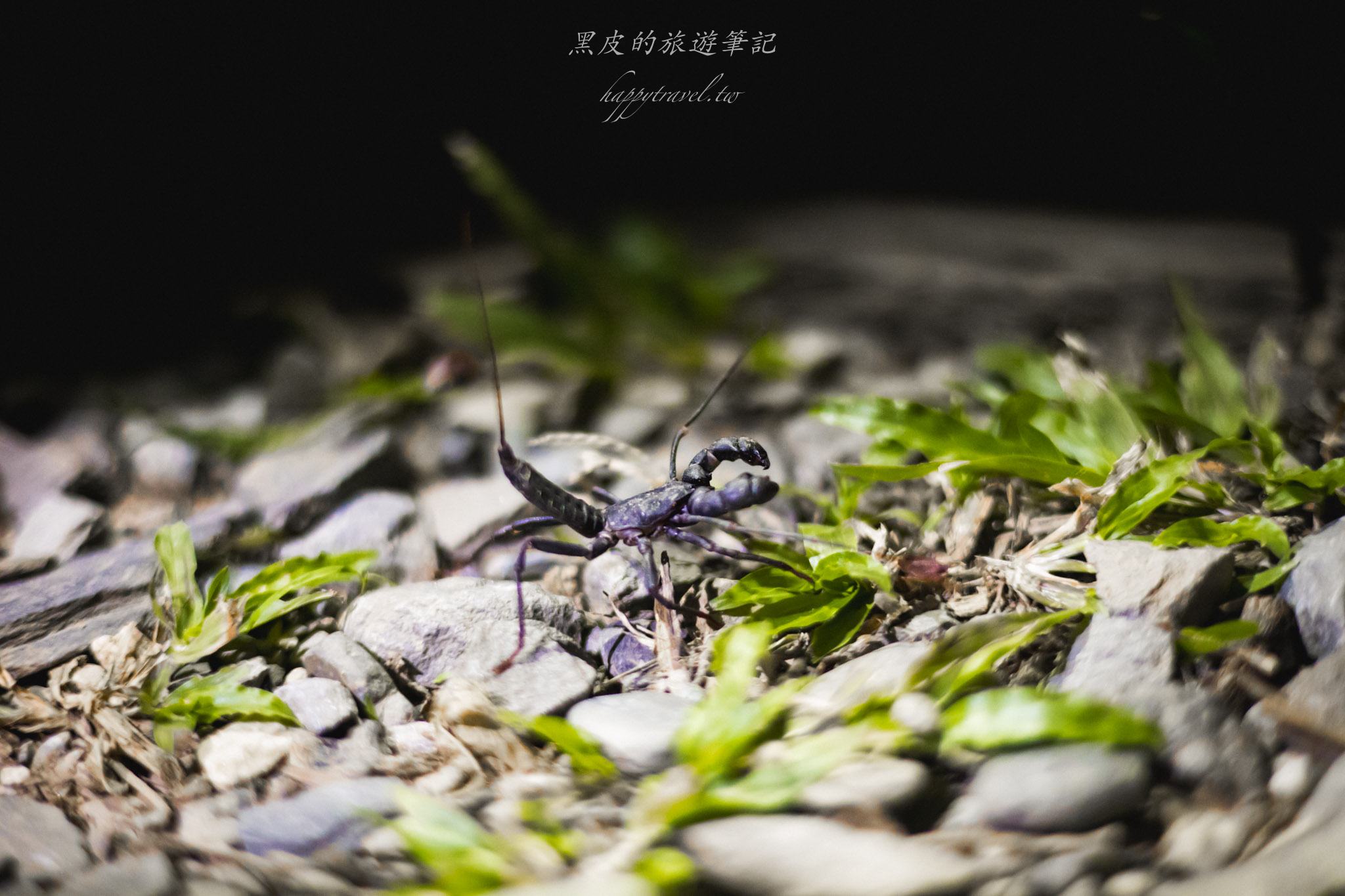 台東大武一日遊|走進台東這一片神秘的鄉鎮,千年神榕真的超震撼|大武景點 158 大武觀海步道