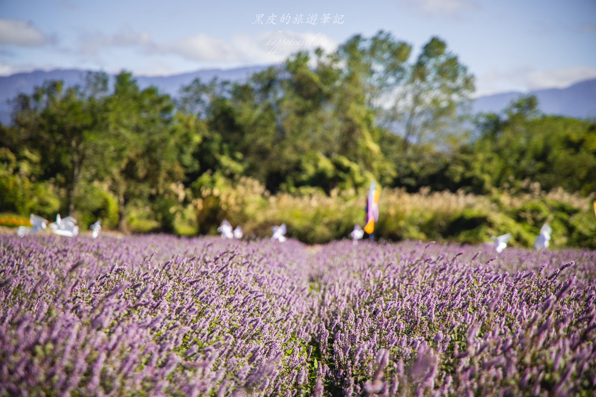 高橋草莓園|關西賞仙草的全新秘境 15 高橋草莓園