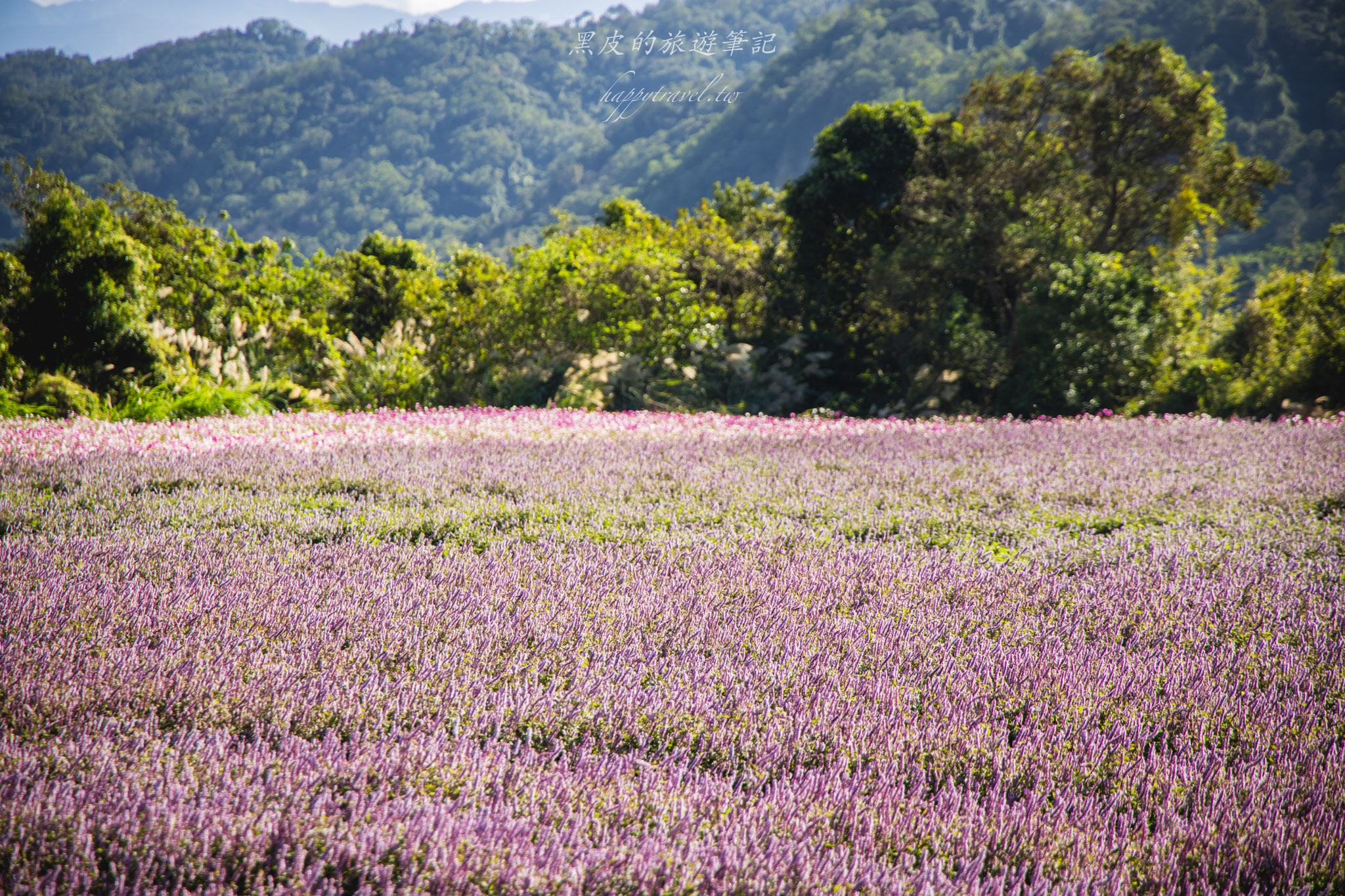 高橋草莓園|關西賞仙草的全新秘境 26 高橋草莓園