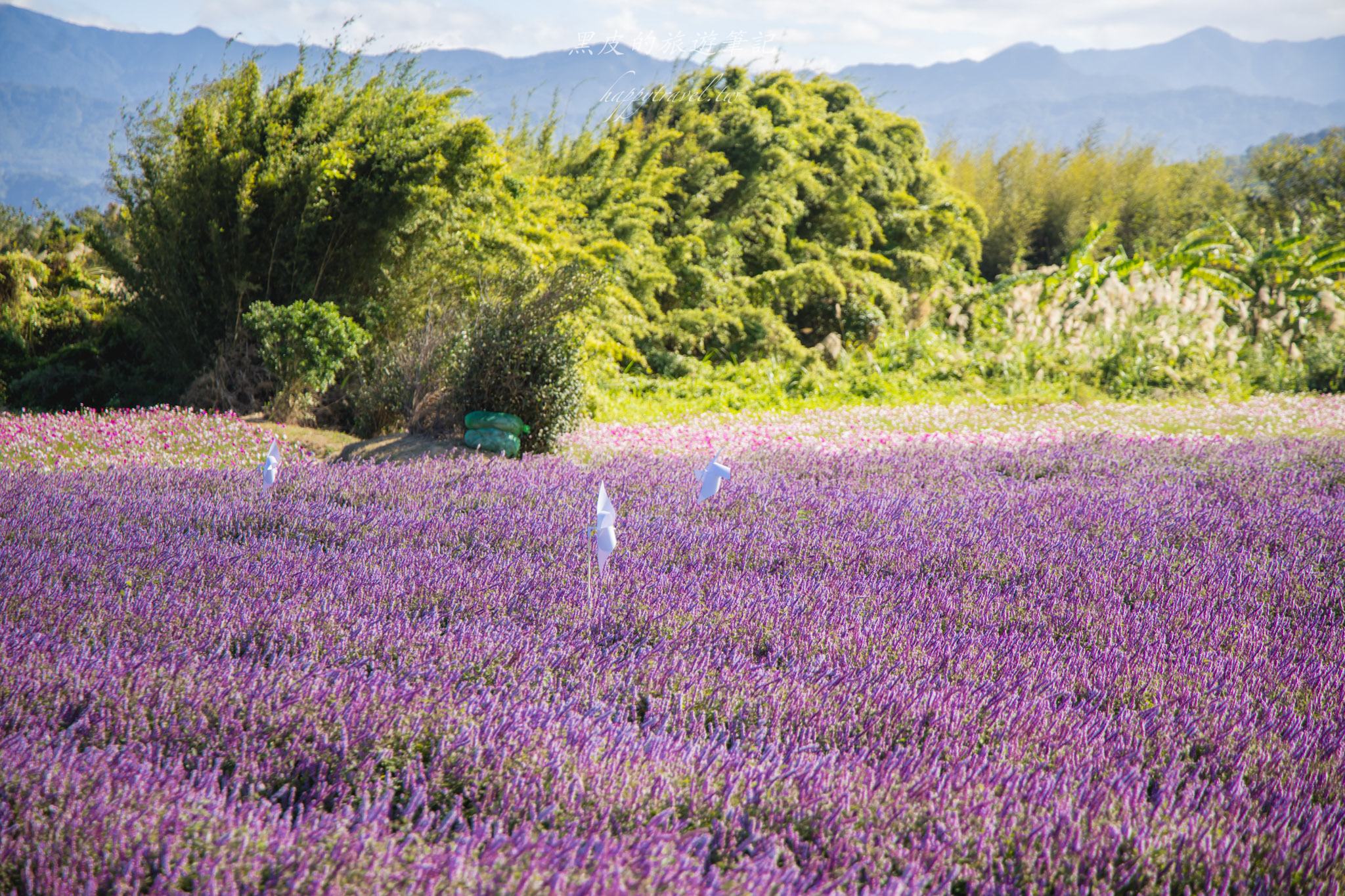 高橋草莓園|關西賞仙草的全新秘境 24 高橋草莓園