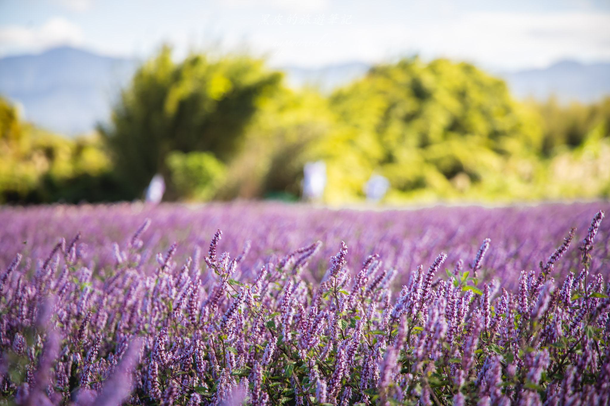 高橋草莓園|關西賞仙草的全新秘境 25 高橋草莓園