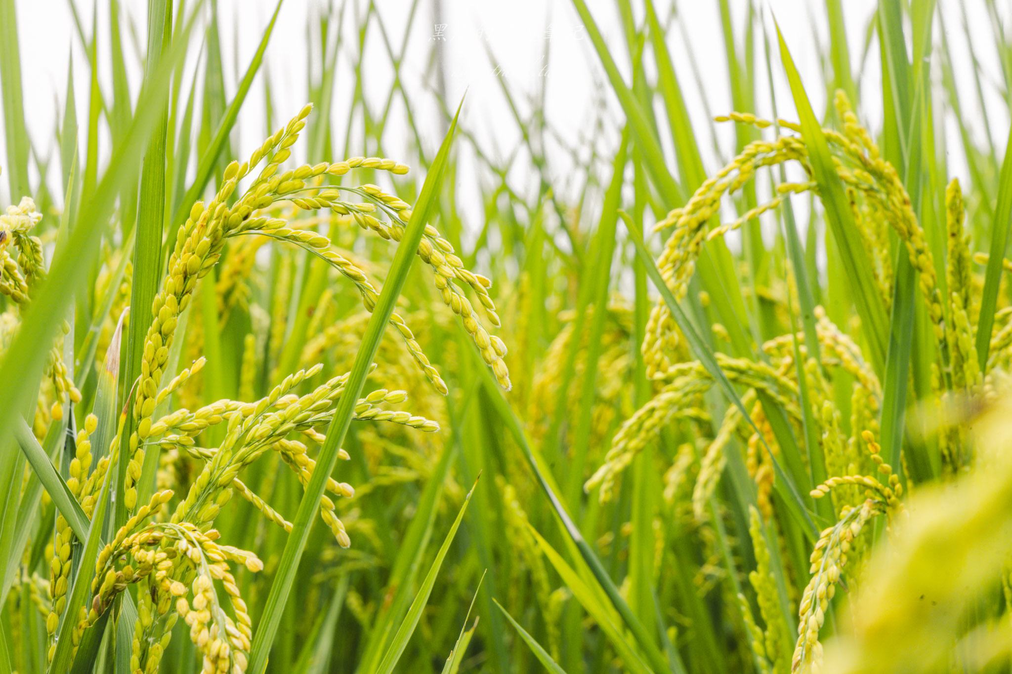 南投景點|竹山鹿谷一日遊,從田野玩到山林 47 南投景點|竹山鹿谷一日遊,從田野玩到山林