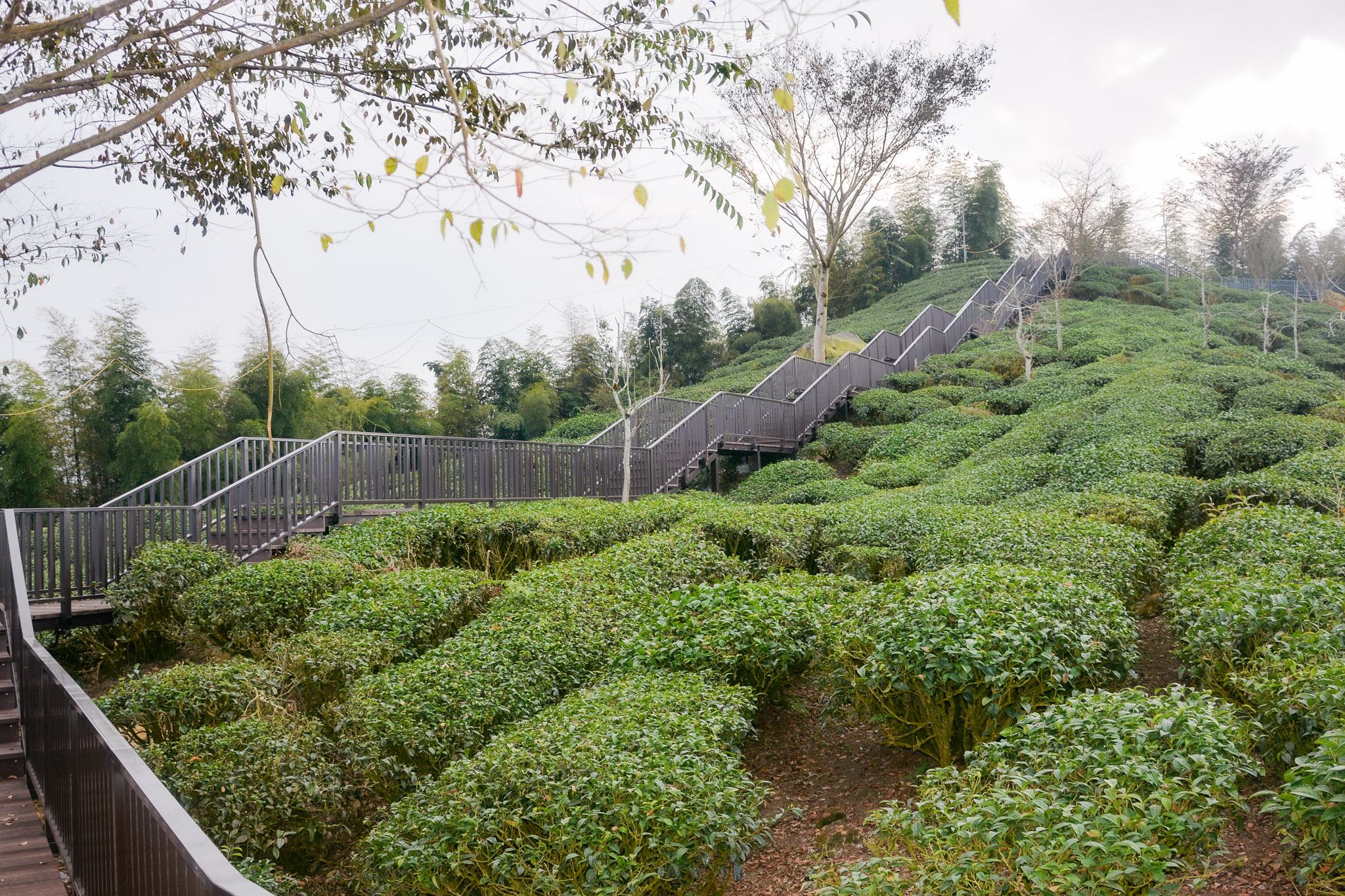 南投景點|竹山鹿谷一日遊,從田野玩到山林 67 南投景點|竹山鹿谷一日遊,從田野玩到山林