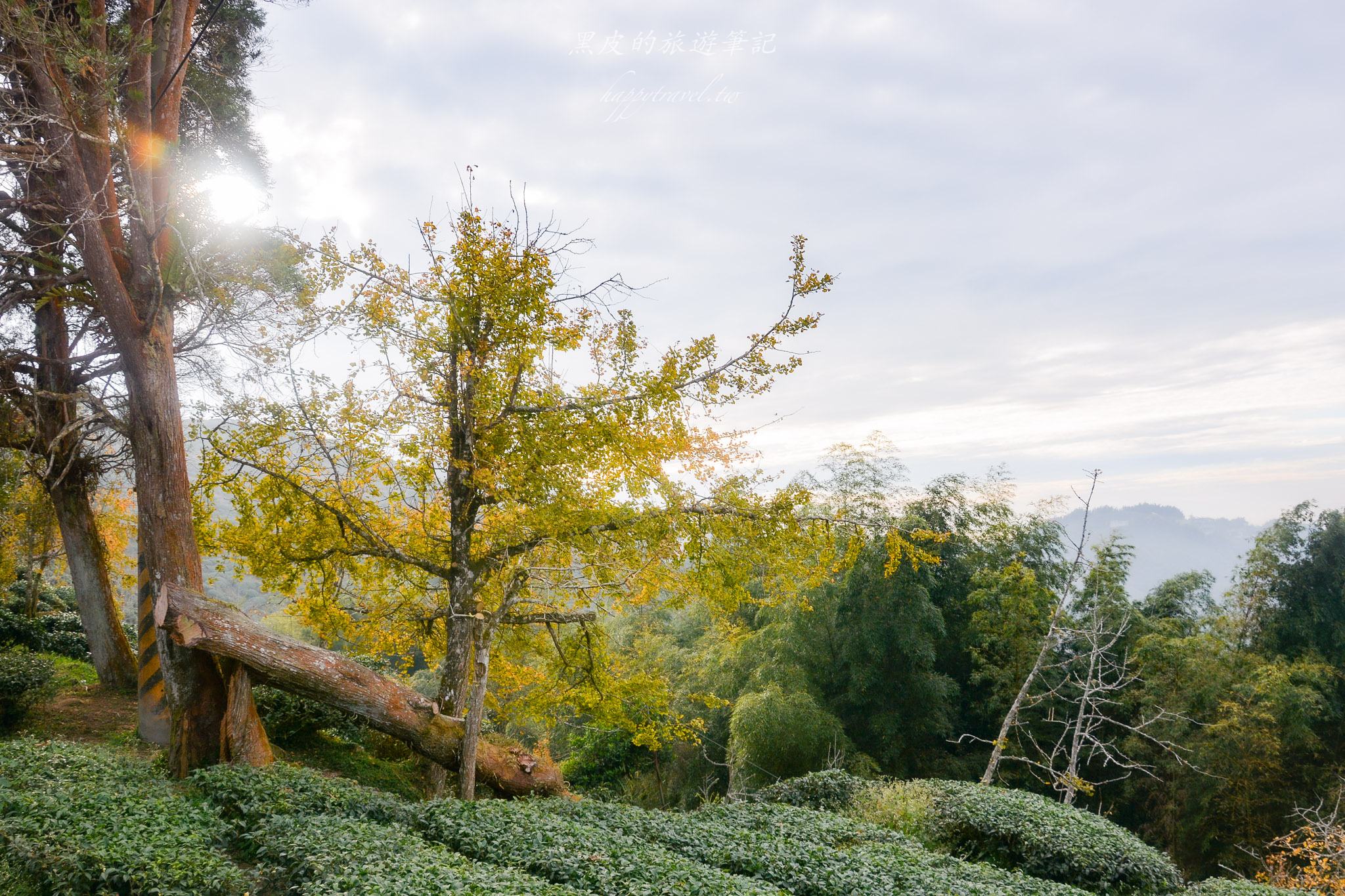 南投景點|竹山鹿谷一日遊,從田野玩到山林 南投景點|竹山鹿谷一日遊,從田野玩到山林