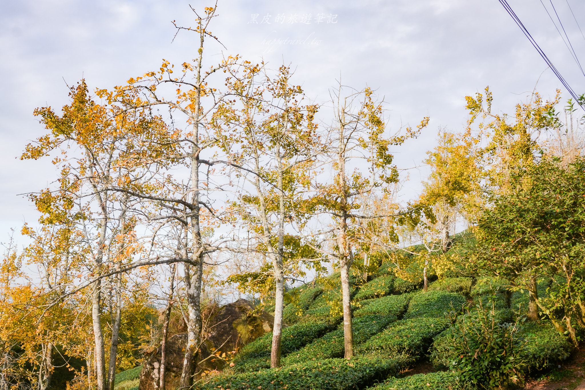 南投景點|竹山鹿谷一日遊,從田野玩到山林 73 南投景點|竹山鹿谷一日遊,從田野玩到山林