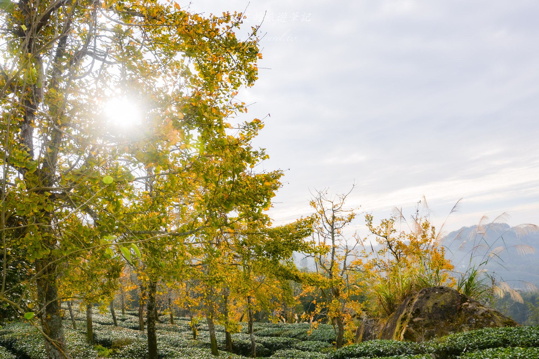 南投景點|竹山鹿谷一日遊,從田野玩到山林 68 南投景點|竹山鹿谷一日遊,從田野玩到山林