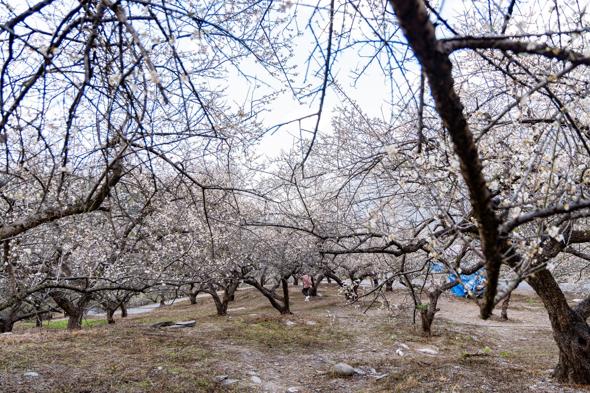 土場梅園