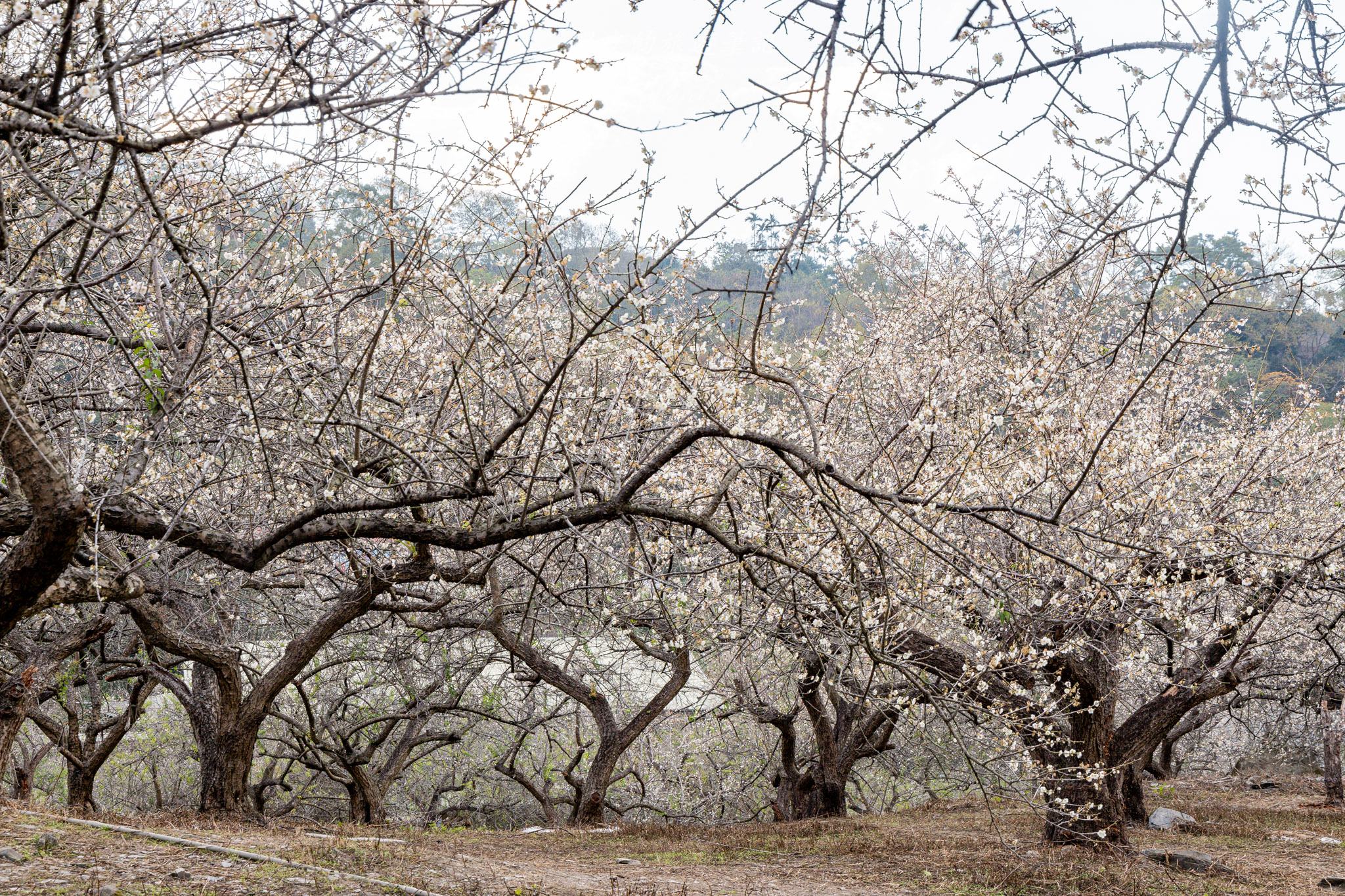 土場梅園
