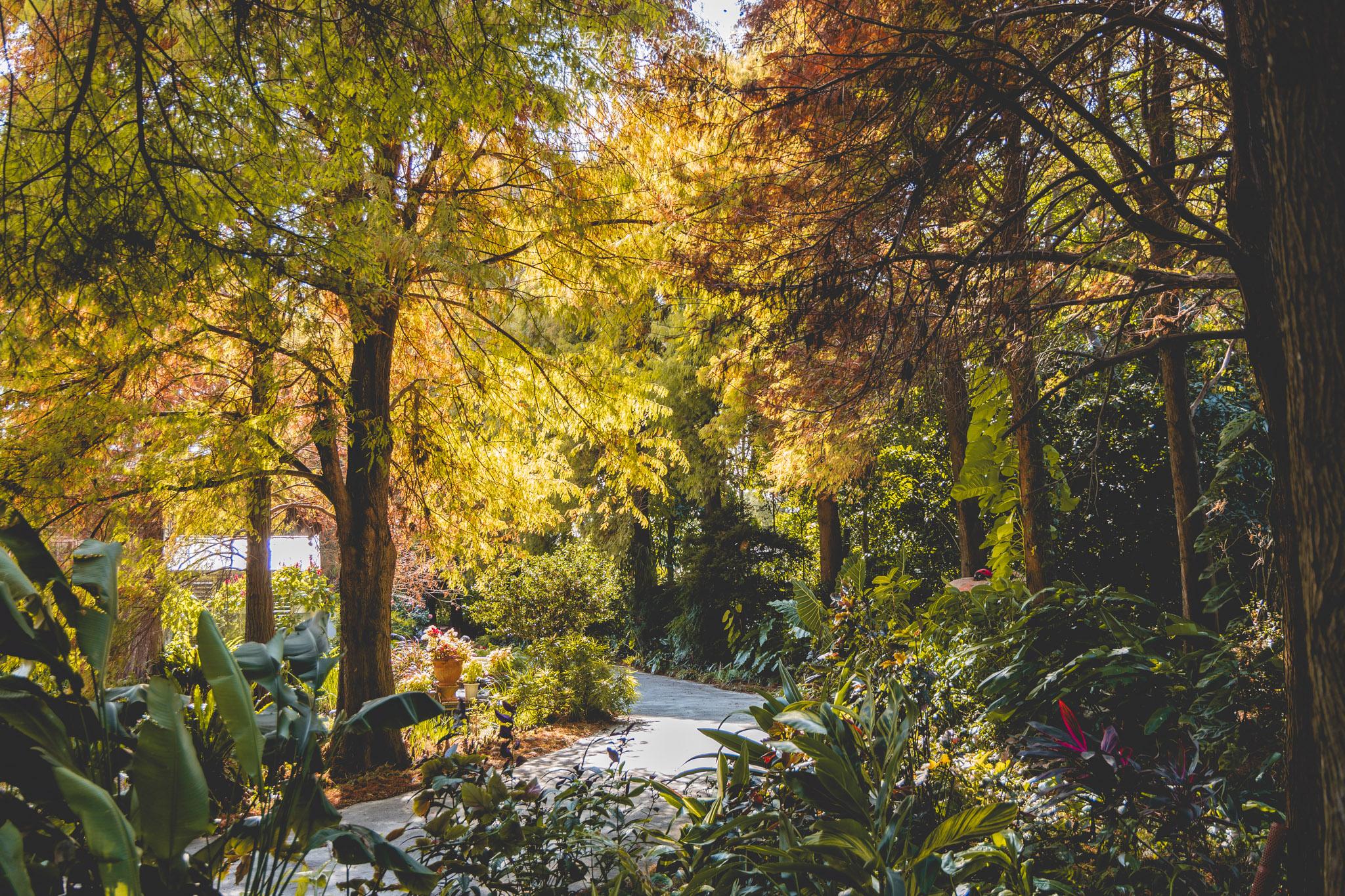 田尾菁芳園|走進菁芳園,一座被綠意與光影包圍的夢幻花園餐廳。彰化田尾景點推薦 37 田尾菁芳園