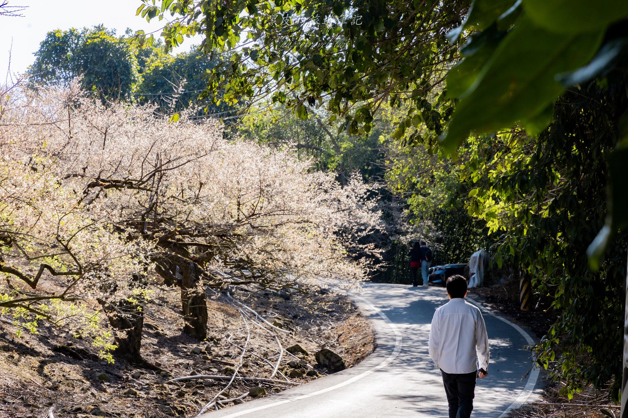 外坪頂蔡家梅園｜冬季限定雪白秘境，古厝旁靜靜盛開在山谷間的梅花海