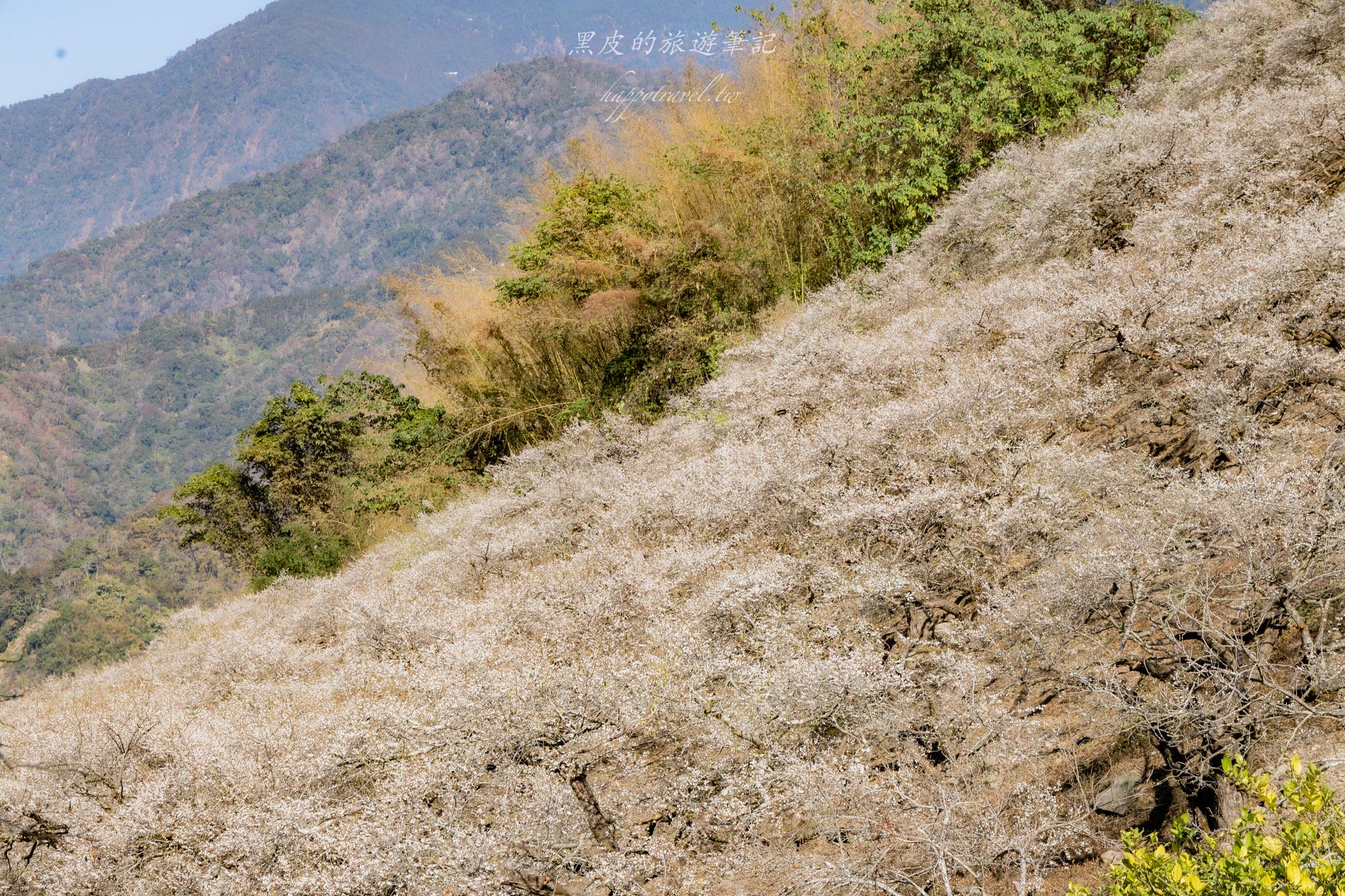 外坪頂蔡家梅園｜冬季限定雪白秘境，古厝旁靜靜盛開在山谷間的梅花海