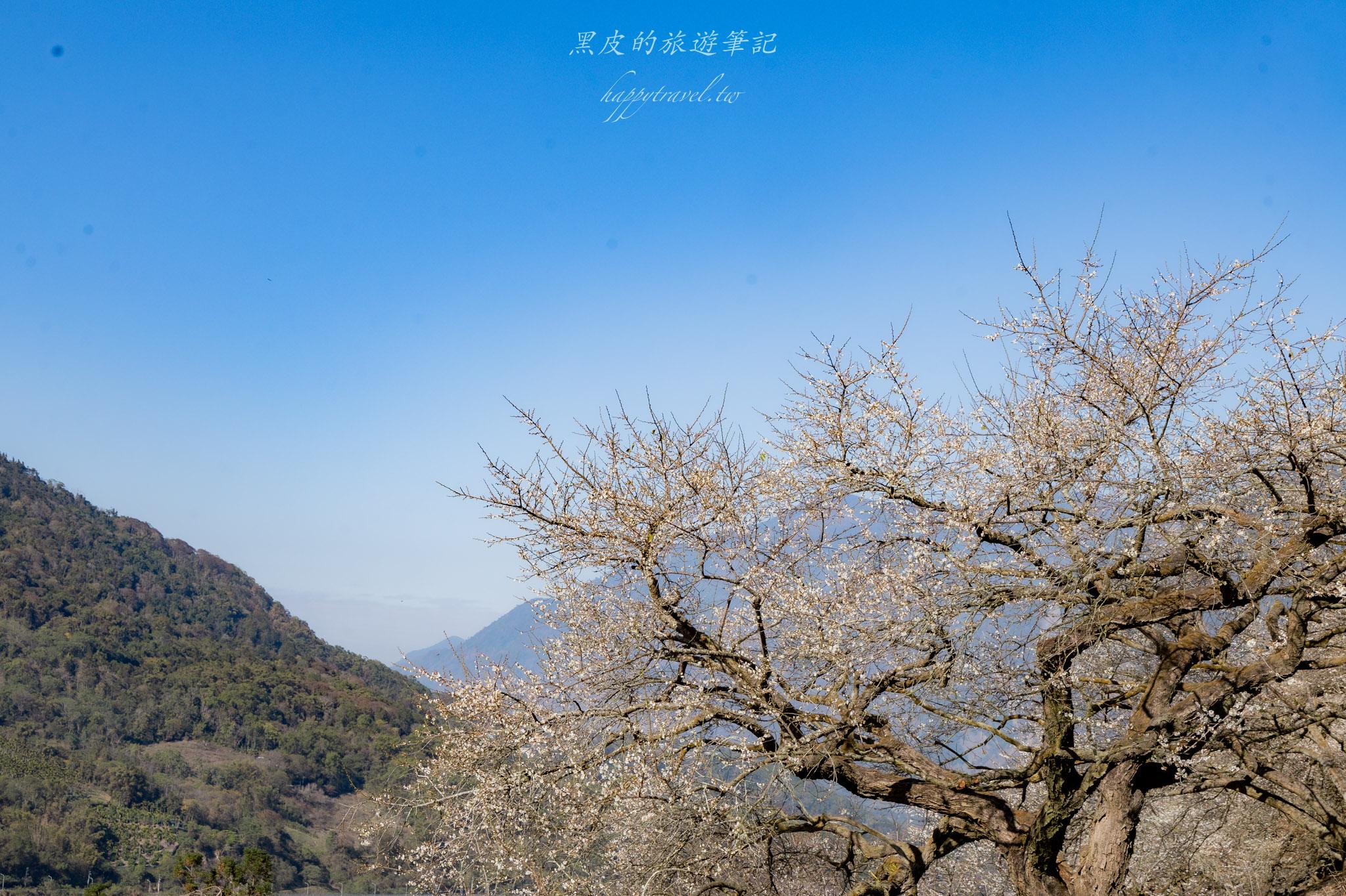 外坪頂蔡家梅園｜冬季限定雪白秘境，古厝旁靜靜盛開在山谷間的梅花海