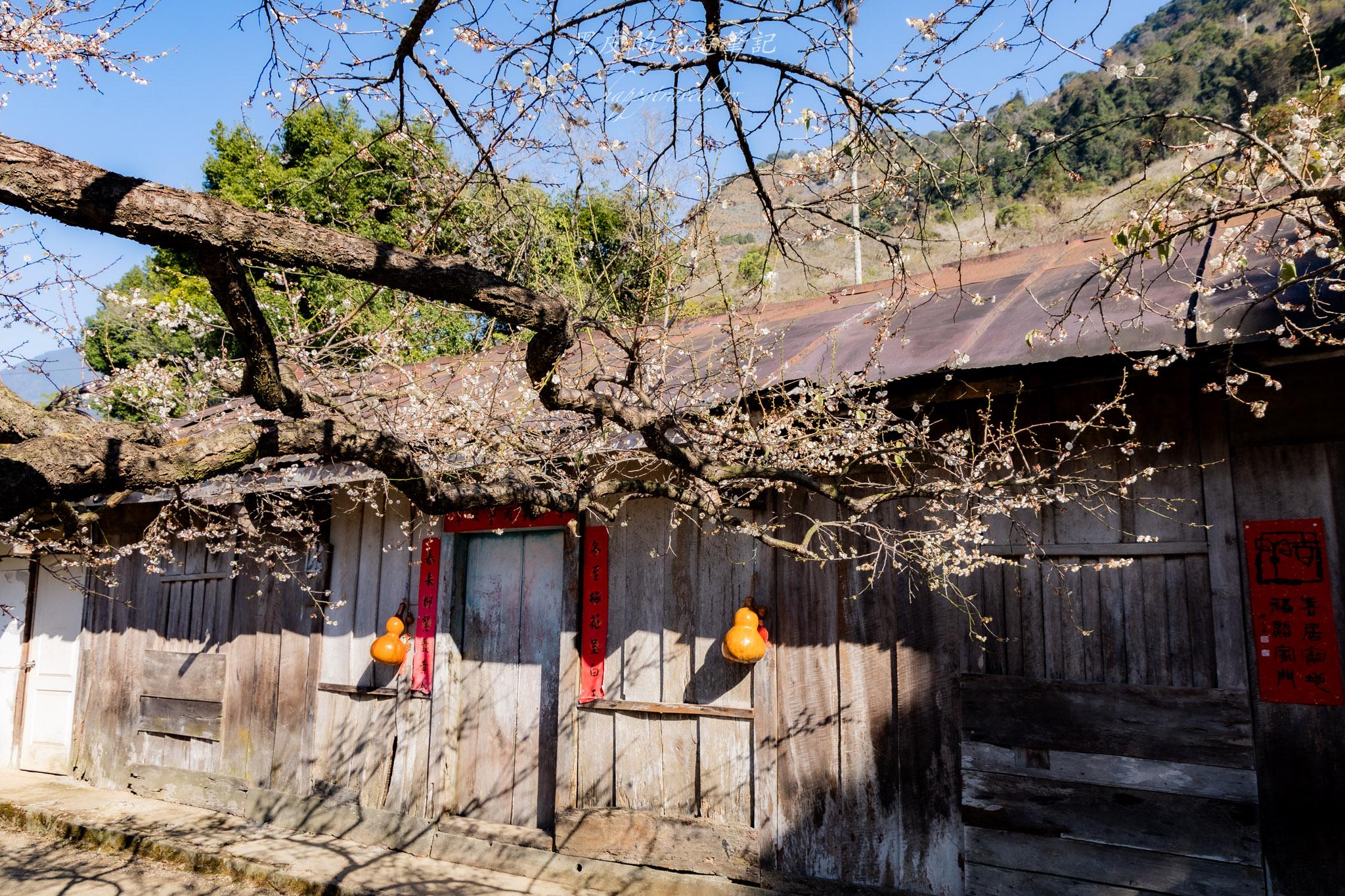 外坪頂蔡家梅園｜冬季限定雪白秘境，古厝旁靜靜盛開在山谷間的梅花海