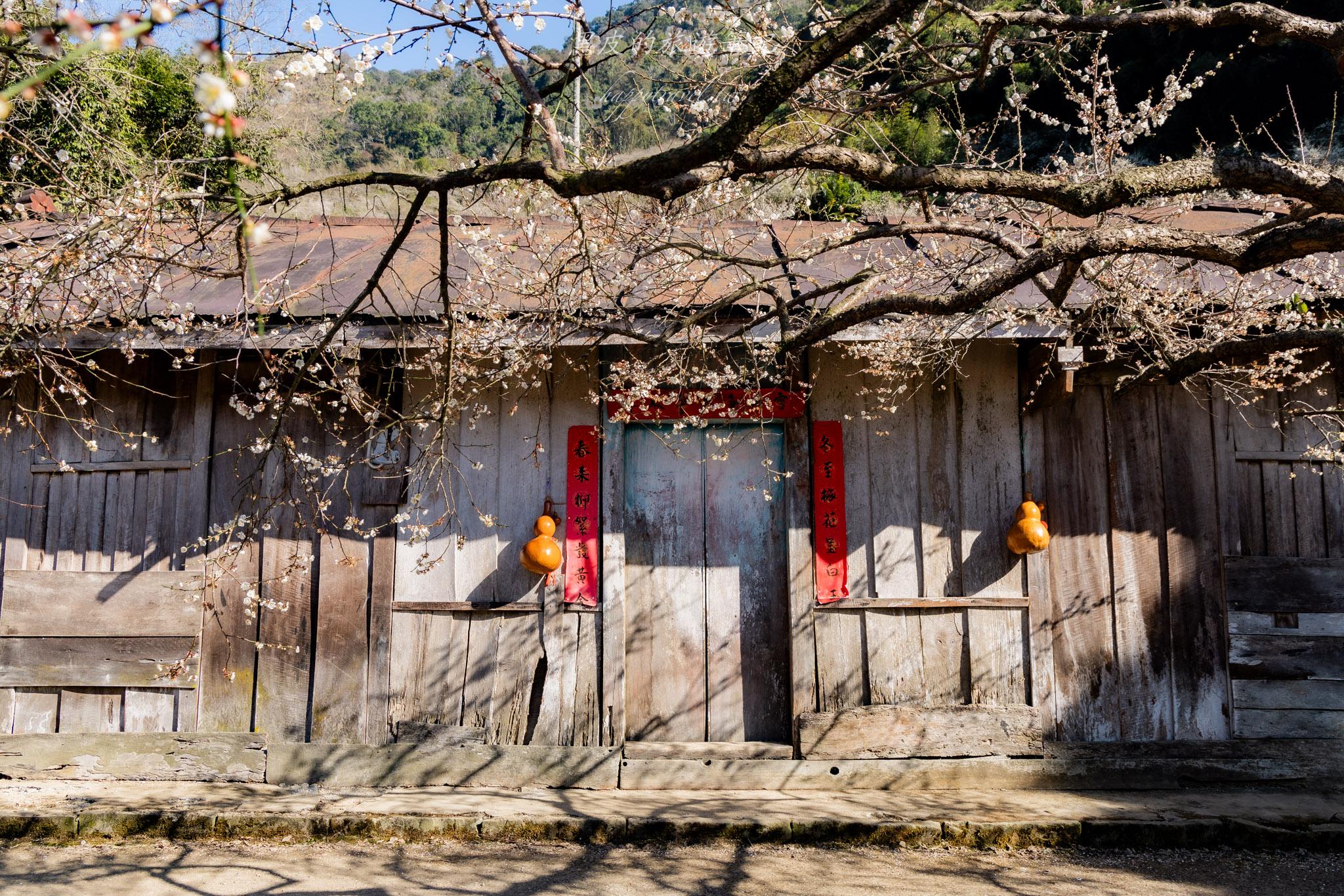 外坪頂蔡家梅園｜冬季限定雪白秘境，古厝旁靜靜盛開在山谷間的梅花海