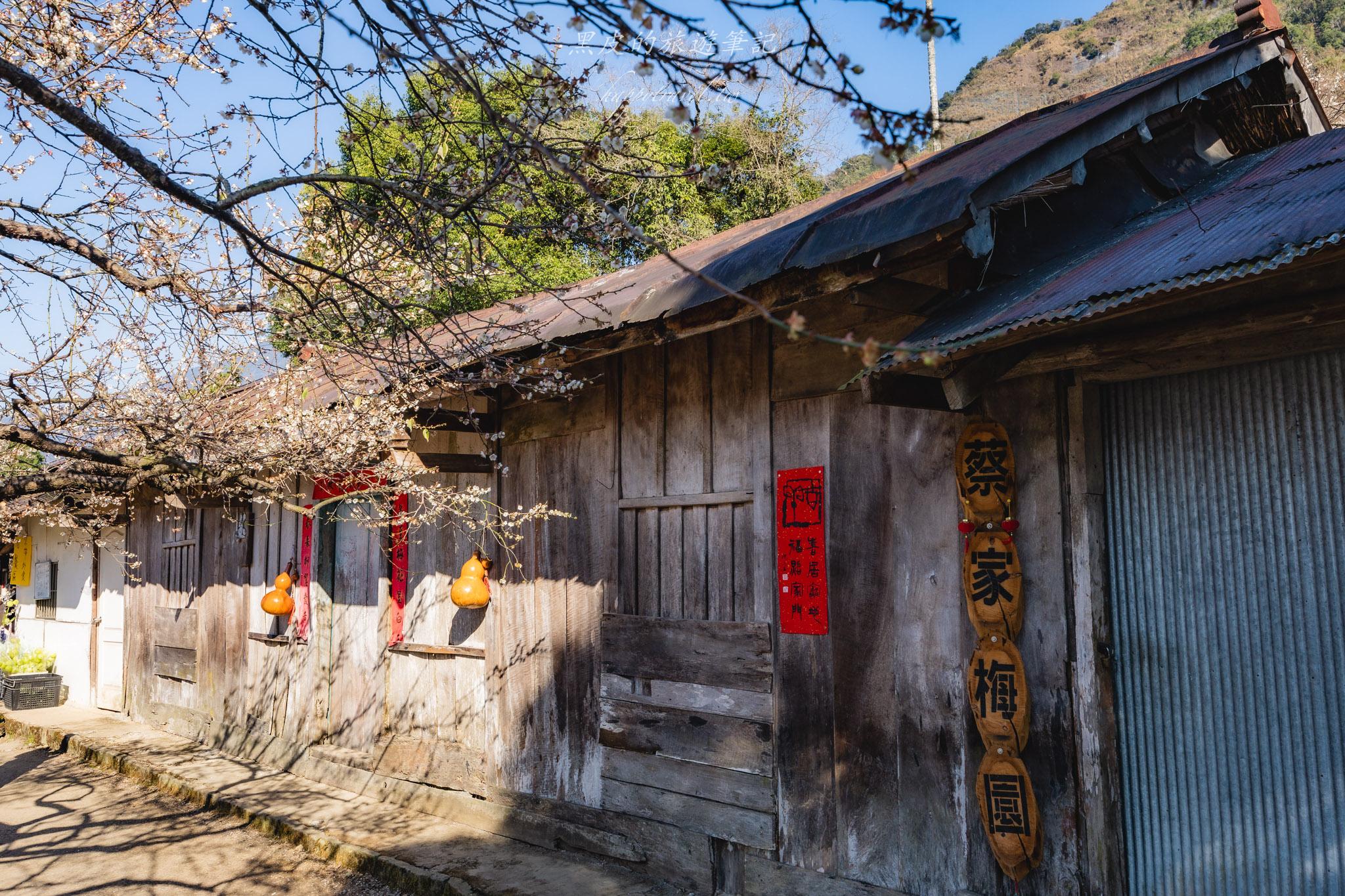 外坪頂蔡家梅園｜冬季限定雪白秘境，古厝旁靜靜盛開在山谷間的梅花海