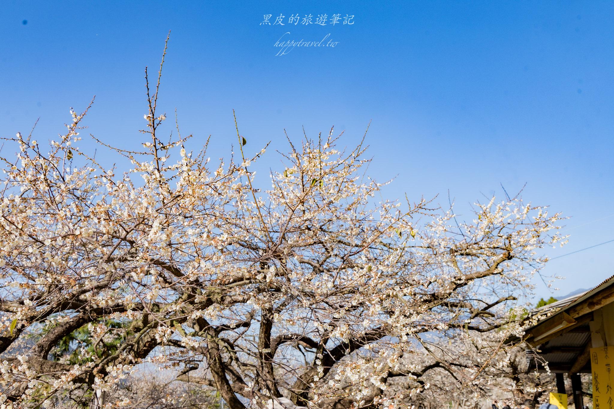 外坪頂蔡家梅園｜冬季限定雪白秘境，古厝旁靜靜盛開在山谷間的梅花海