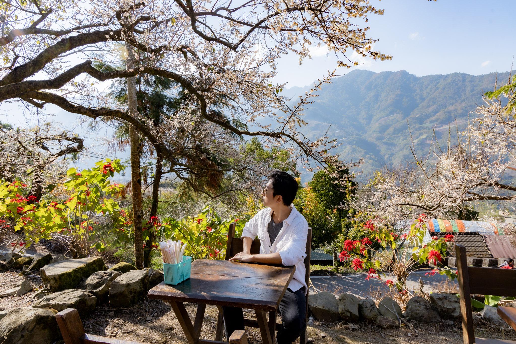 外坪頂蔡家梅園｜冬季限定雪白秘境，古厝旁靜靜盛開在山谷間的梅花海