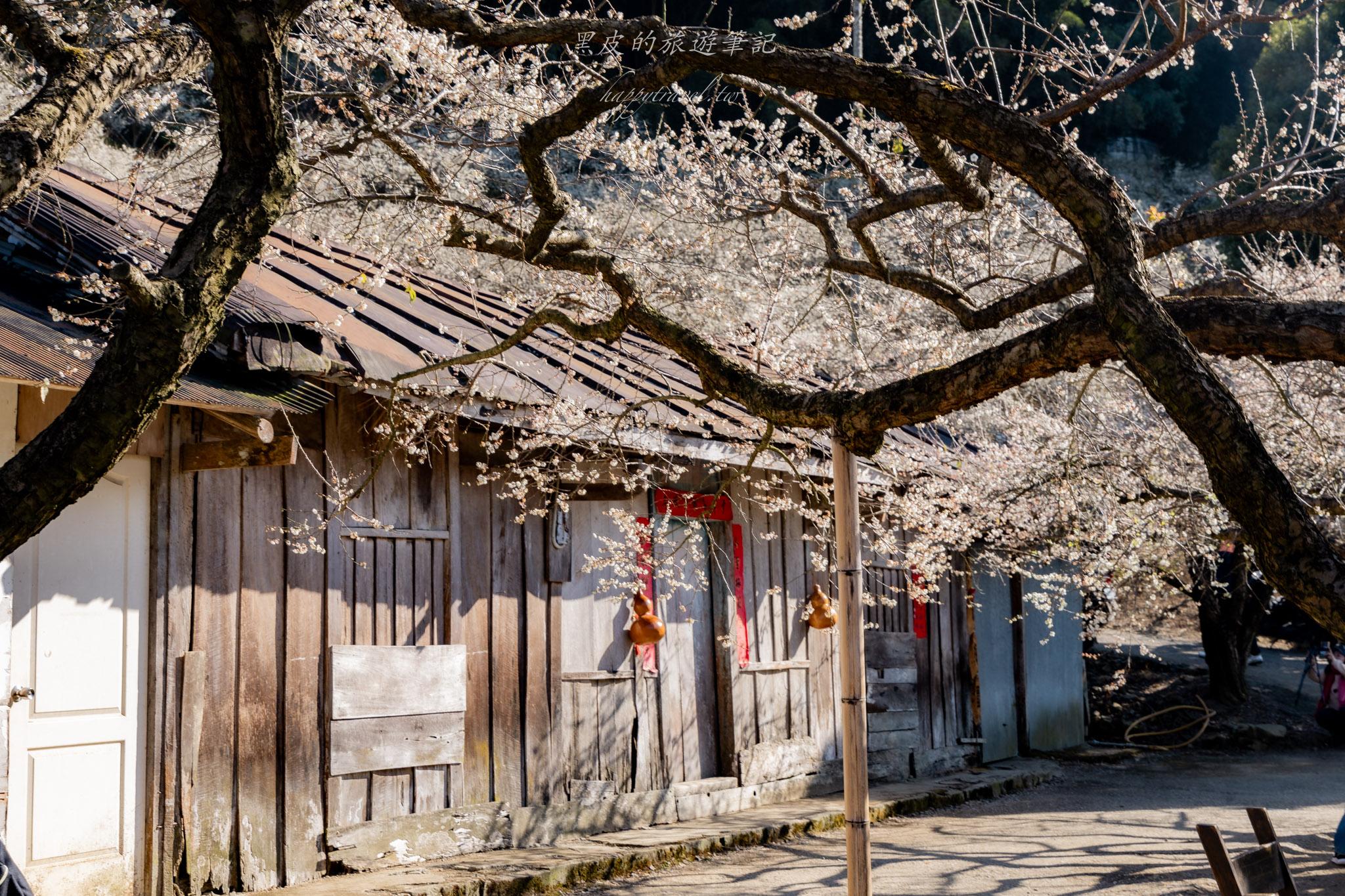 外坪頂蔡家梅園｜冬季限定雪白秘境，古厝旁靜靜盛開在山谷間的梅花海