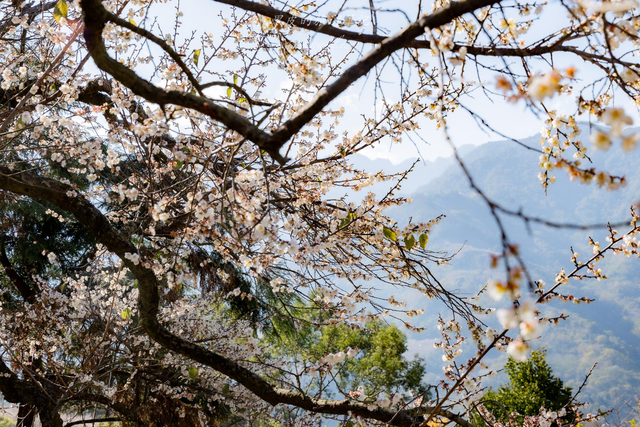 外坪頂蔡家梅園｜冬季限定雪白秘境，古厝旁靜靜盛開在山谷間的梅花海