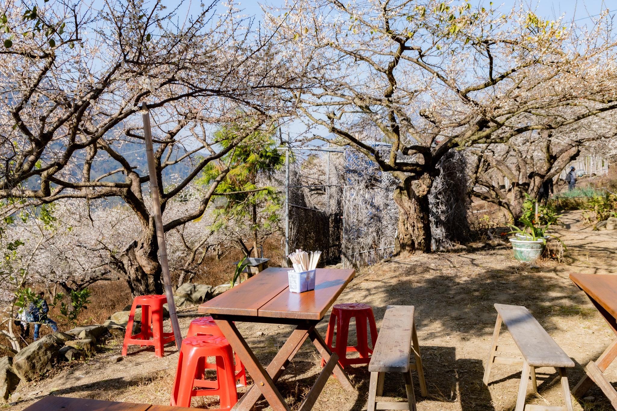 外坪頂蔡家梅園｜冬季限定雪白秘境，古厝旁靜靜盛開在山谷間的梅花海