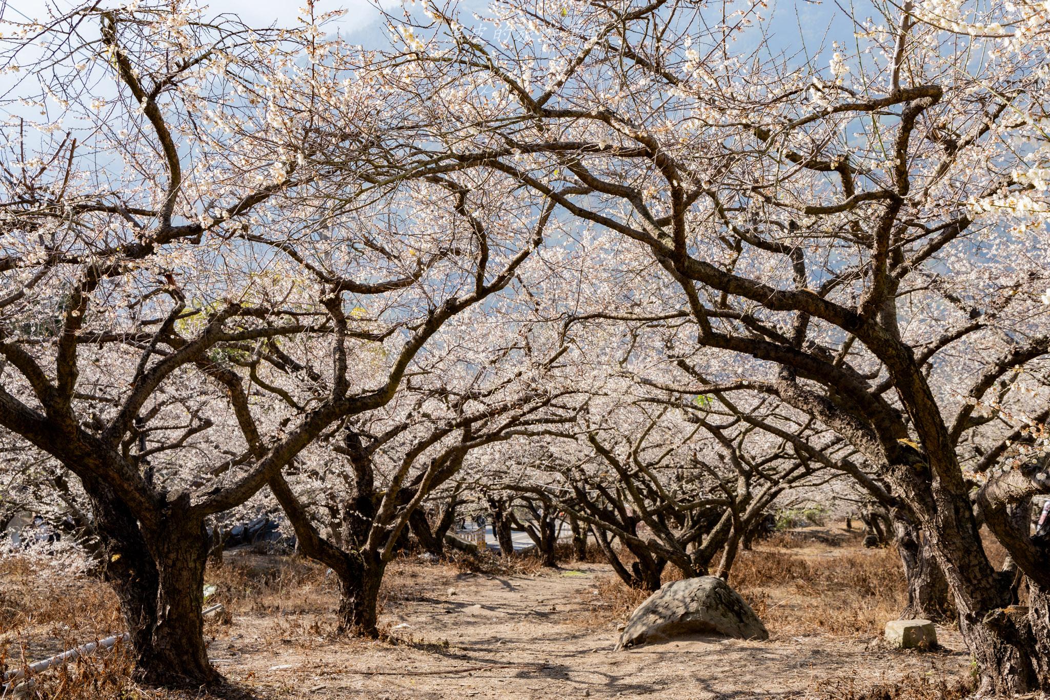 外坪頂蔡家梅園｜冬季限定雪白秘境，古厝旁靜靜盛開在山谷間的梅花海