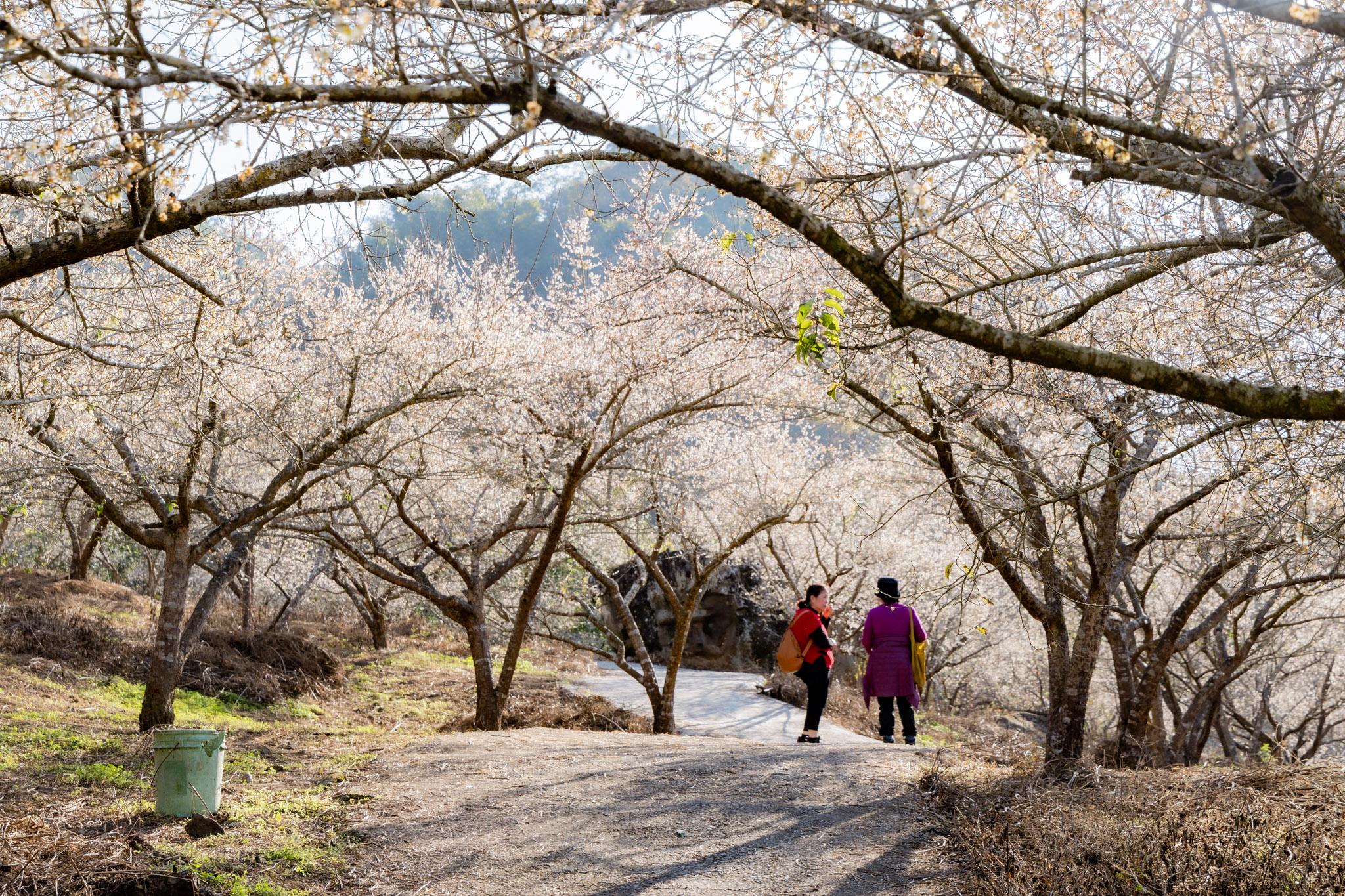 外坪頂蔡家梅園｜冬季限定雪白秘境，古厝旁靜靜盛開在山谷間的梅花海