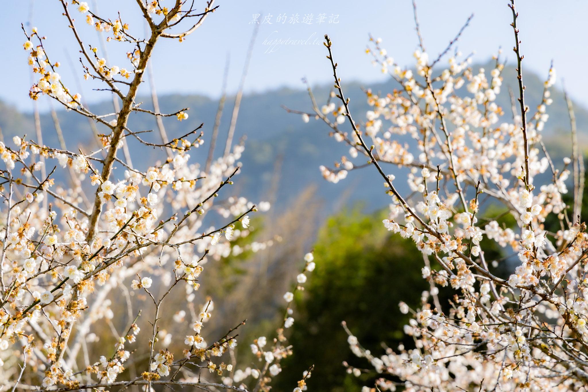 外坪頂蔡家梅園｜冬季限定雪白秘境，古厝旁靜靜盛開在山谷間的梅花海