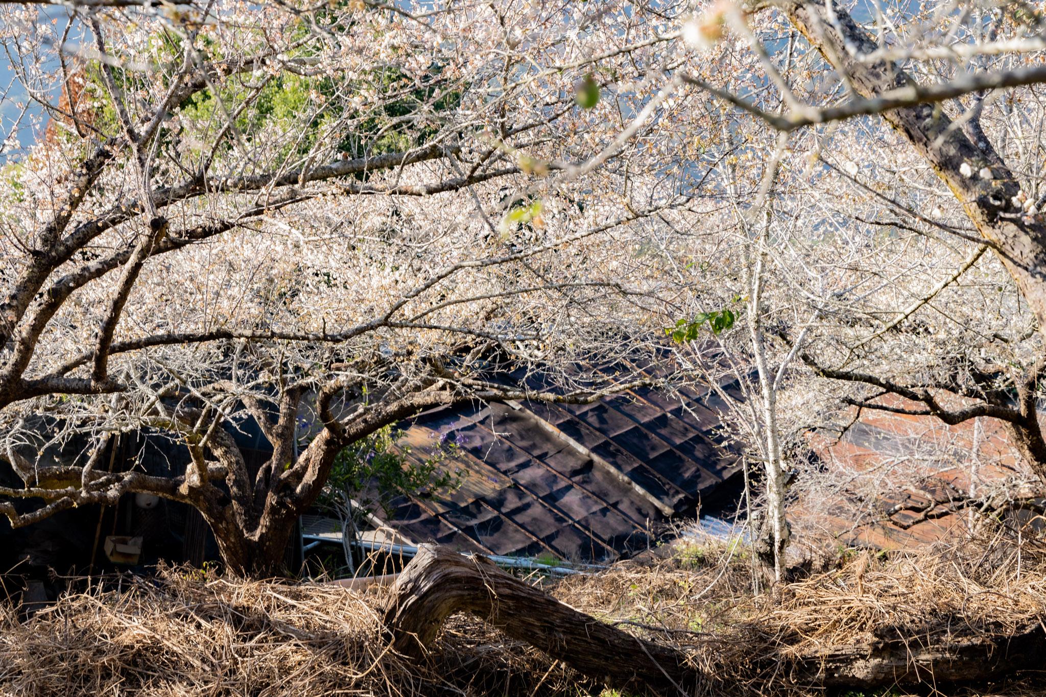 外坪頂蔡家梅園｜冬季限定雪白秘境，古厝旁靜靜盛開在山谷間的梅花海