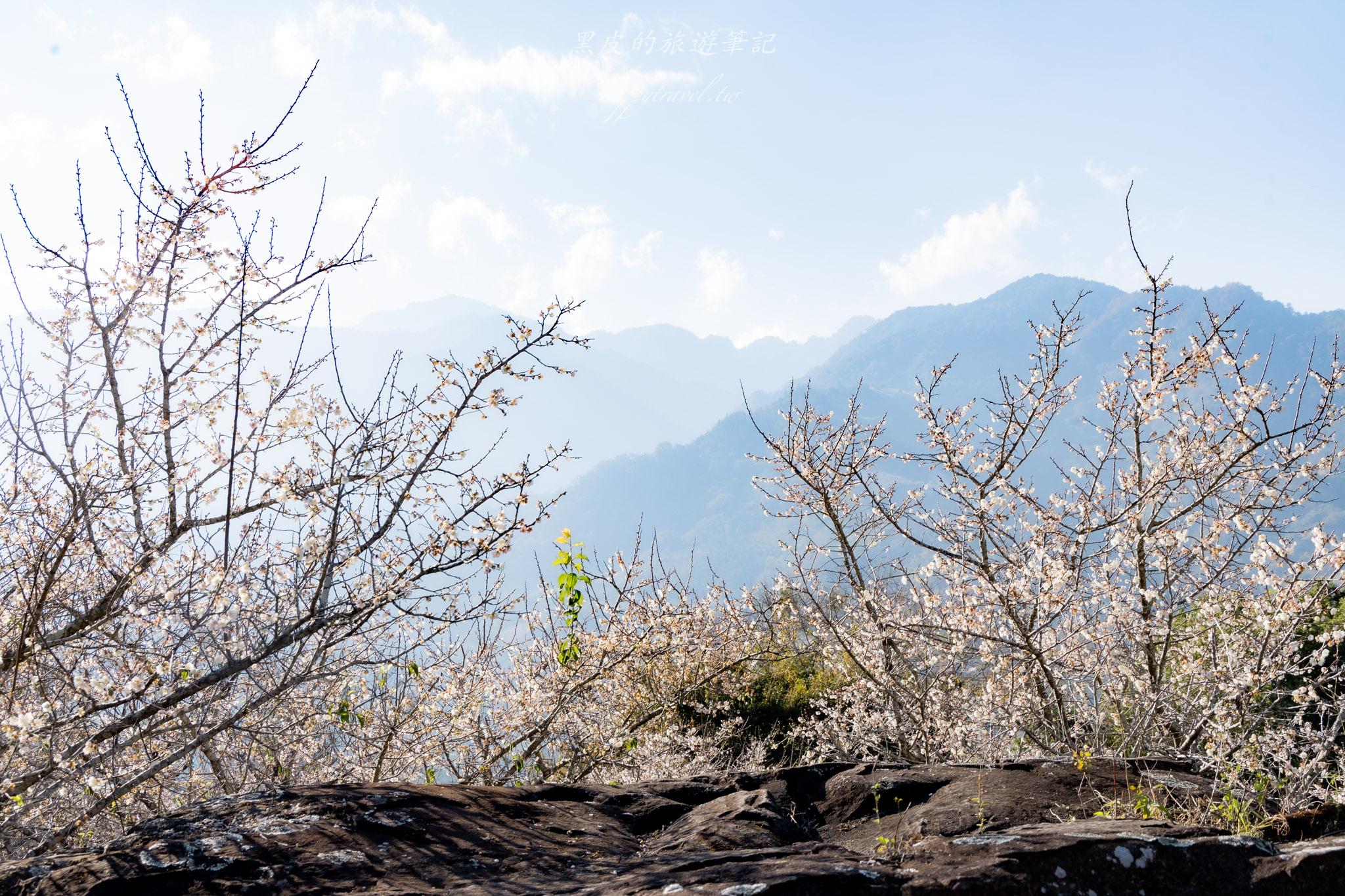 外坪頂蔡家梅園｜冬季限定雪白秘境，古厝旁靜靜盛開在山谷間的梅花海
