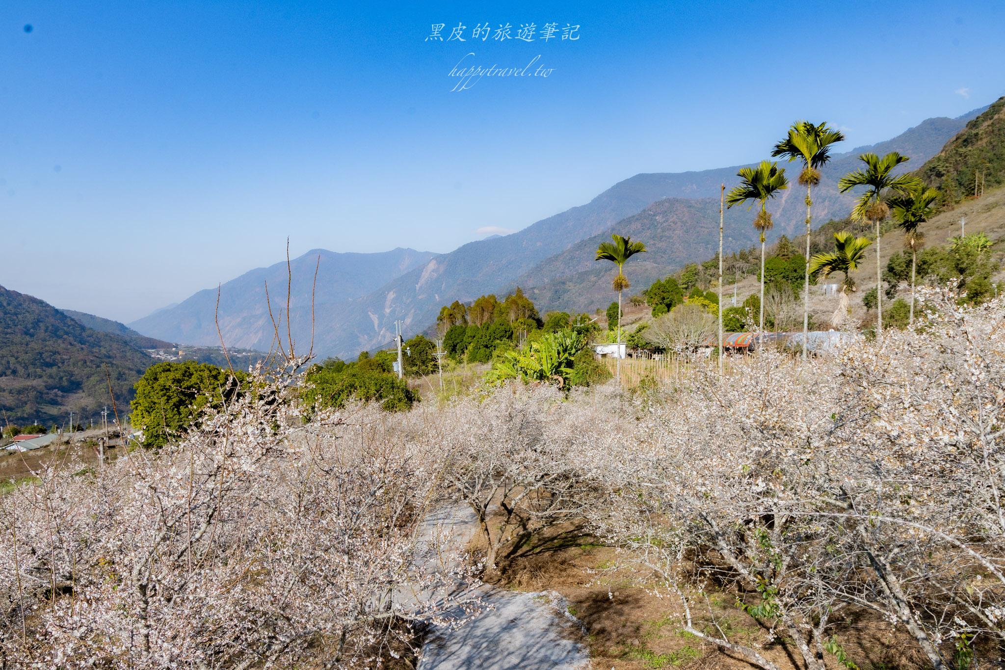 外坪頂蔡家梅園｜冬季限定雪白秘境，古厝旁靜靜盛開在山谷間的梅花海