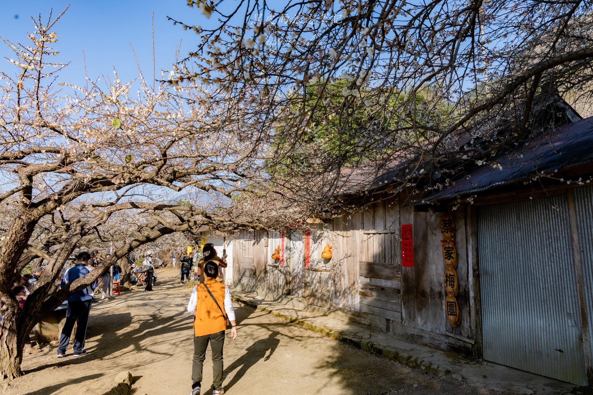 外坪頂蔡家梅園｜冬季限定雪白秘境，古厝旁靜靜盛開在山谷間的梅花海