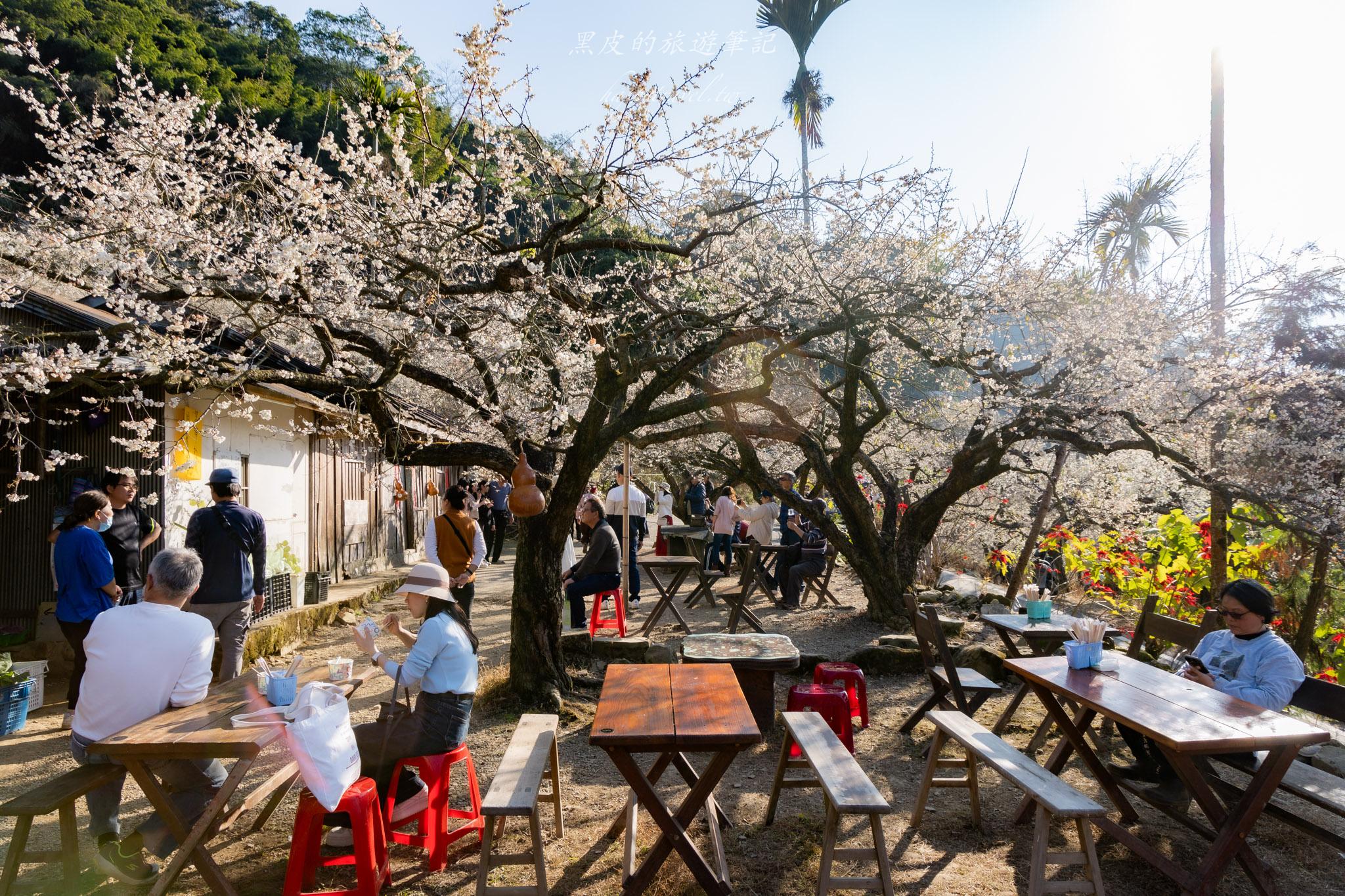 外坪頂蔡家梅園｜冬季限定雪白秘境，古厝旁靜靜盛開在山谷間的梅花海