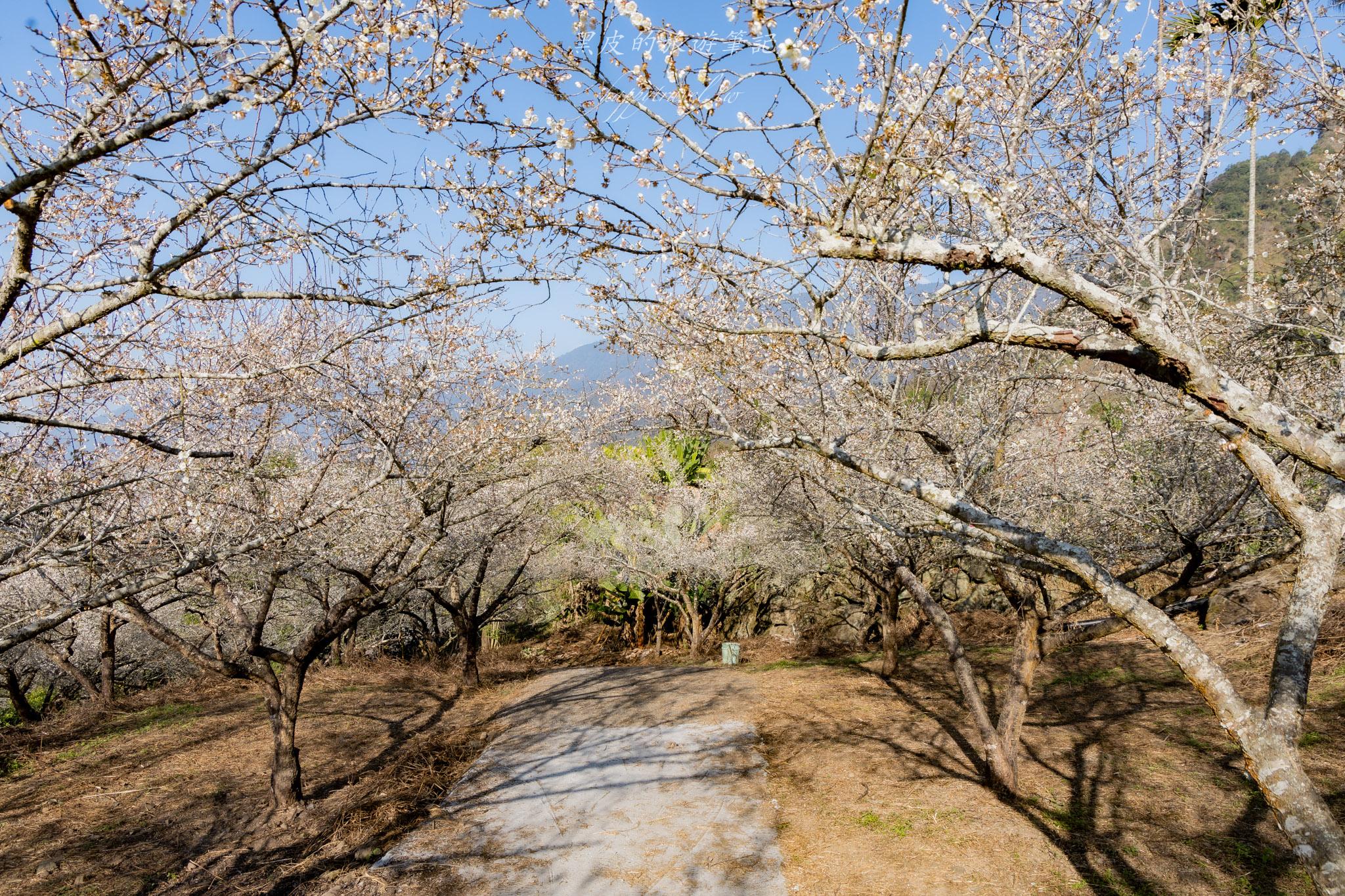 外坪頂蔡家梅園｜冬季限定雪白秘境，古厝旁靜靜盛開在山谷間的梅花海