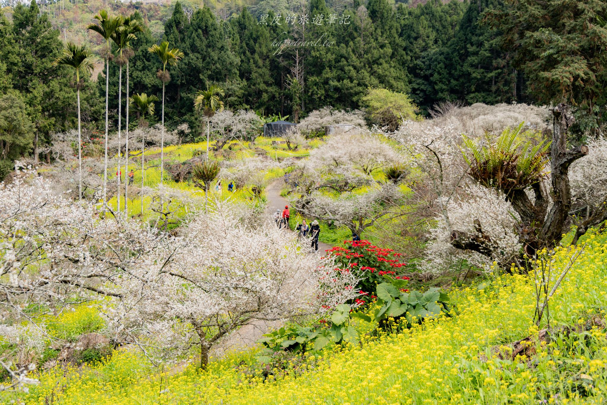 烏松崙森林渡假營【石家梅園】雪白梅花綻放啦!一起來踏雪尋梅 13 烏松崙森林渡假營(石家梅園)