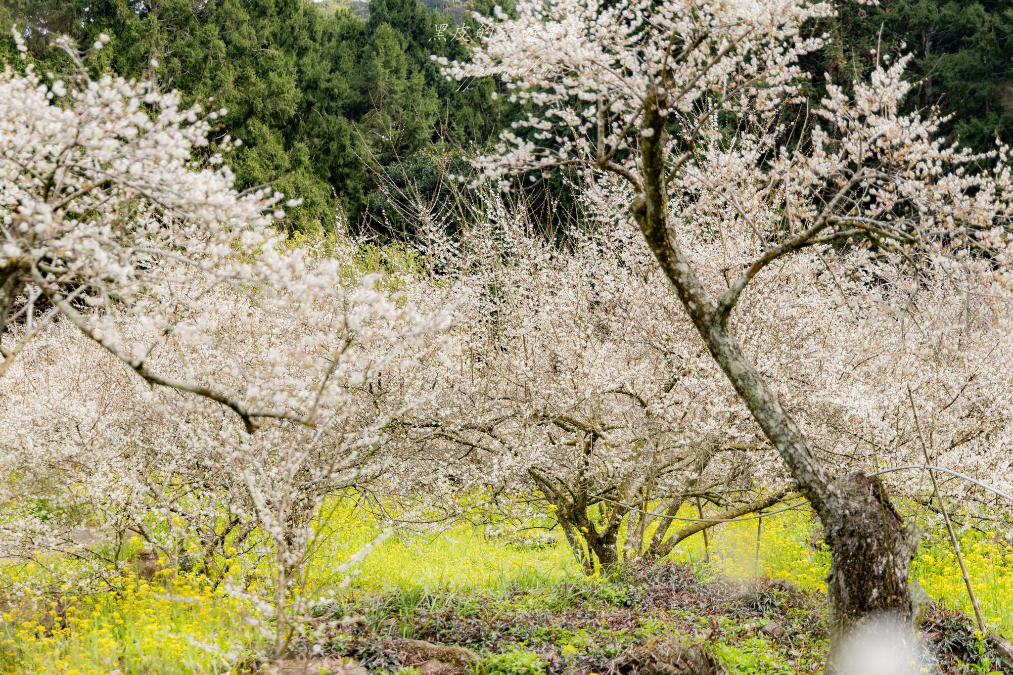 烏松崙森林渡假營【石家梅園】雪白梅花綻放啦!一起來踏雪尋梅 11 烏松崙森林渡假營(石家梅園)