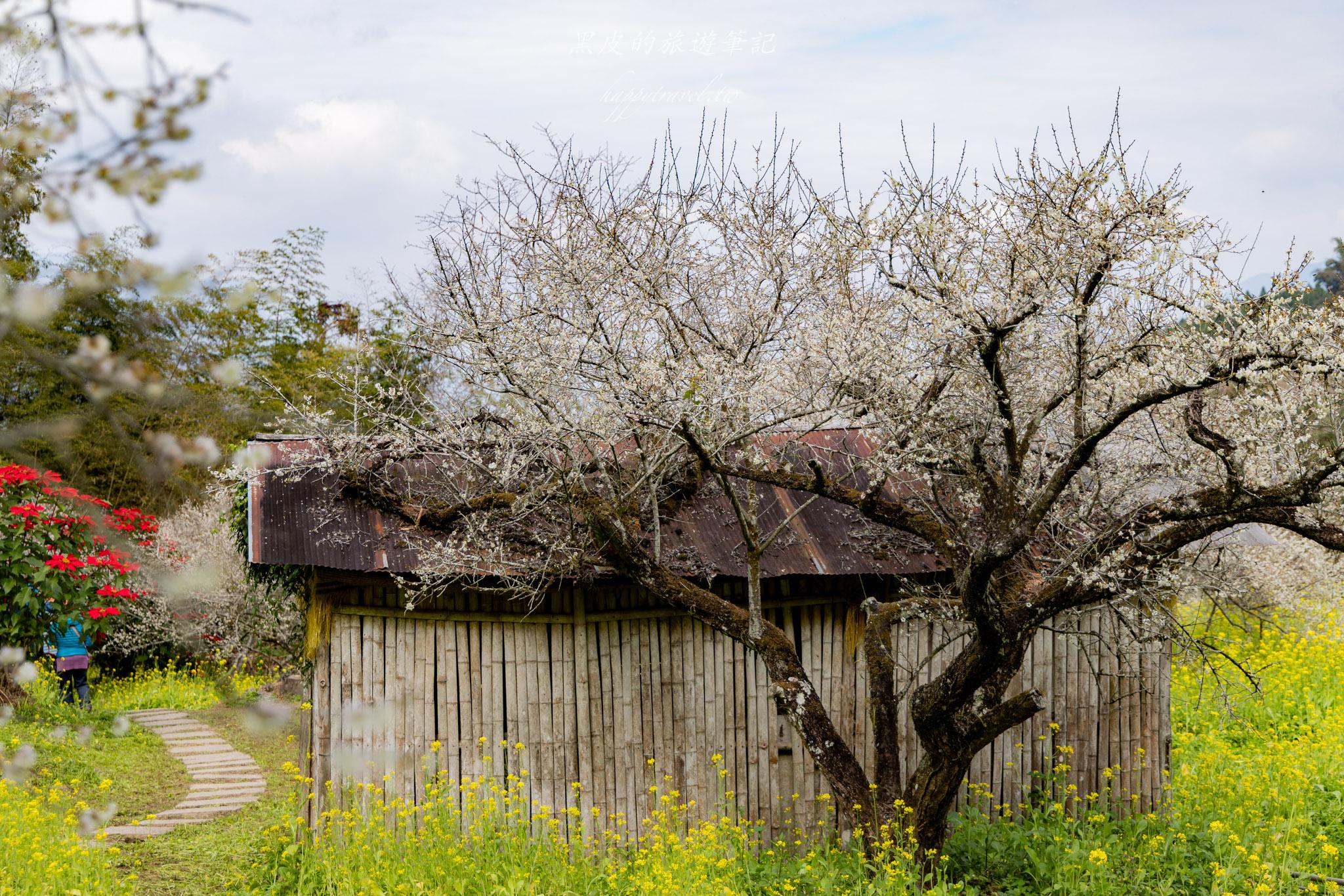 烏松崙森林渡假營【石家梅園】雪白梅花綻放啦!一起來踏雪尋梅 21 烏松崙森林渡假營(石家梅園)