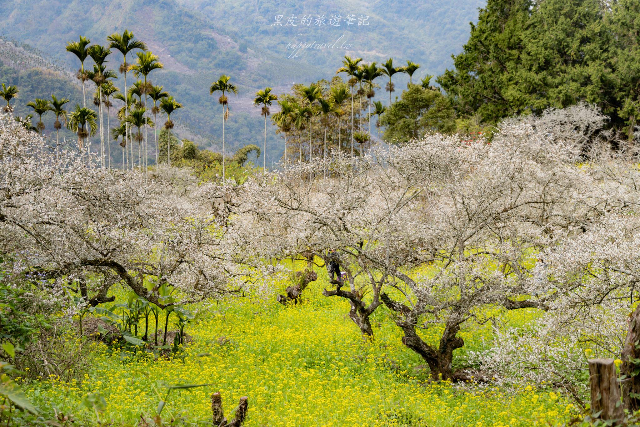 烏松崙森林渡假營【石家梅園】雪白梅花綻放啦!一起來踏雪尋梅 15 烏松崙森林渡假營(石家梅園)