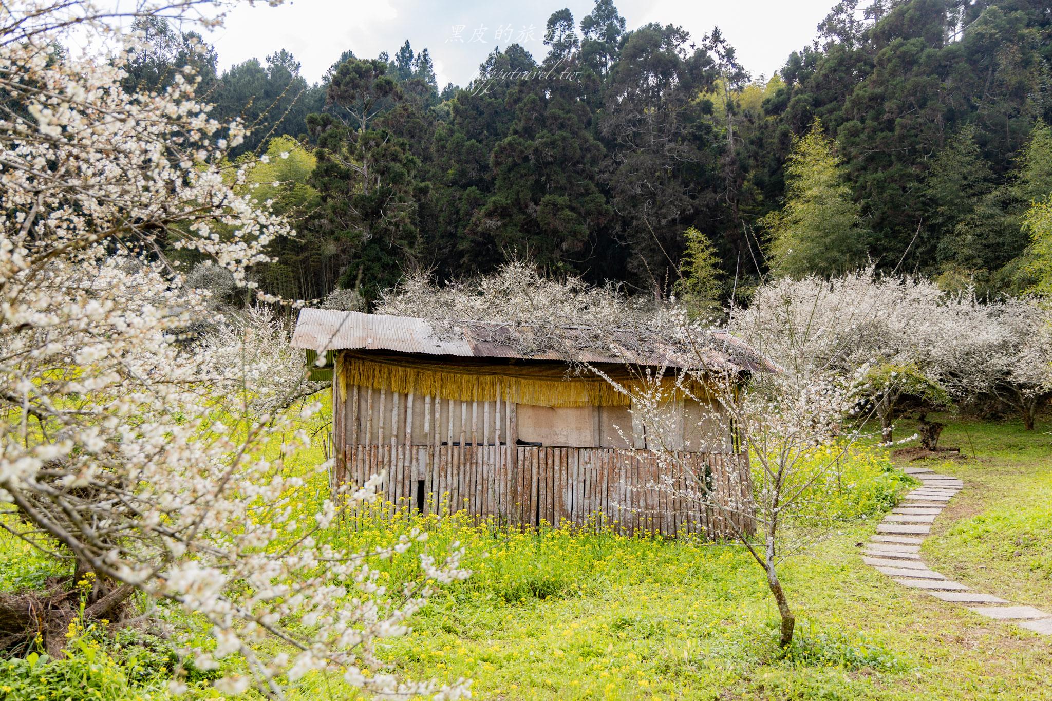 烏松崙森林渡假營【石家梅園】雪白梅花綻放啦!一起來踏雪尋梅 22 烏松崙森林渡假營(石家梅園)