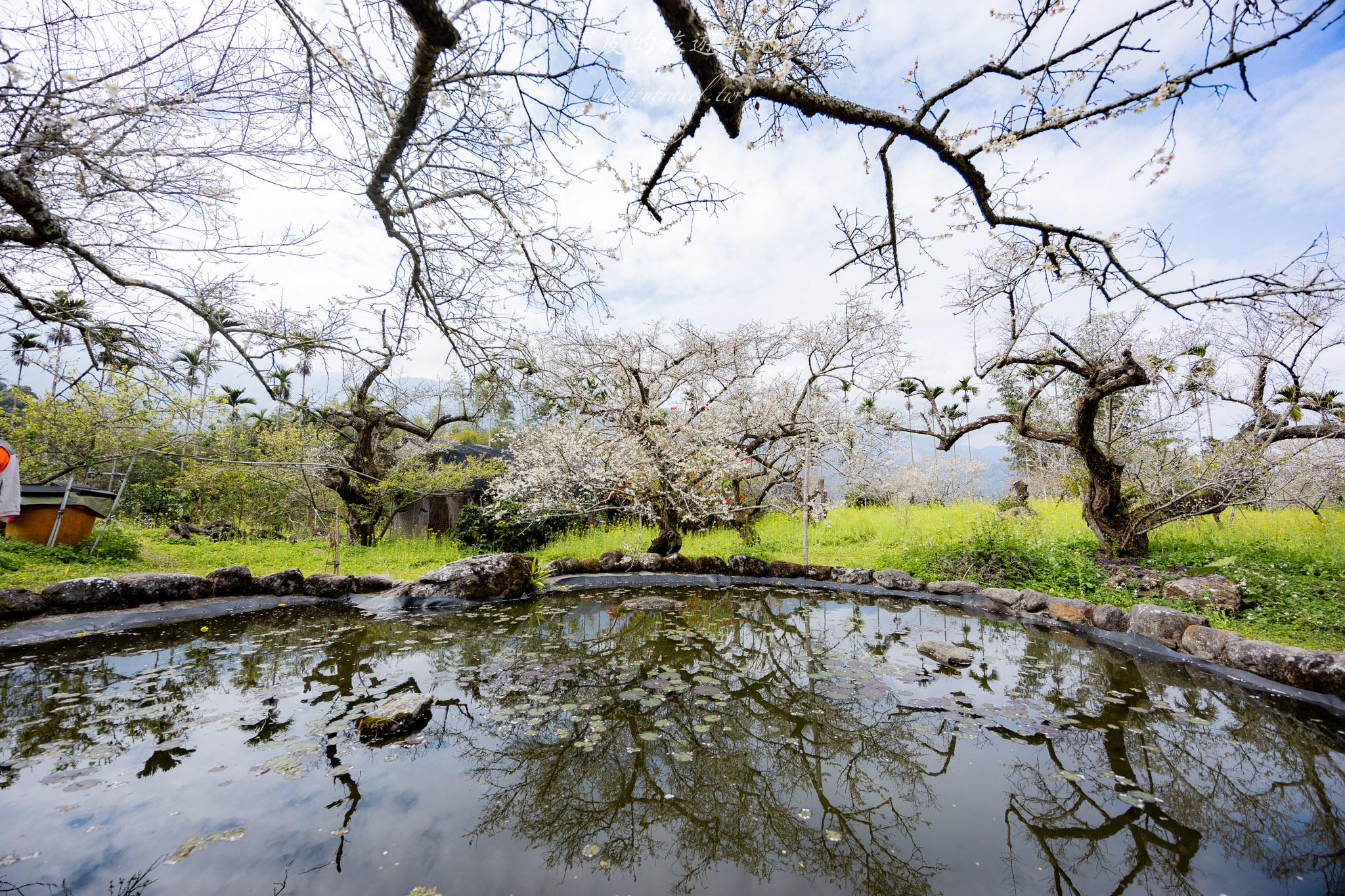 烏松崙森林渡假營【石家梅園】雪白梅花綻放啦!一起來踏雪尋梅 32 烏松崙森林渡假營(石家梅園)