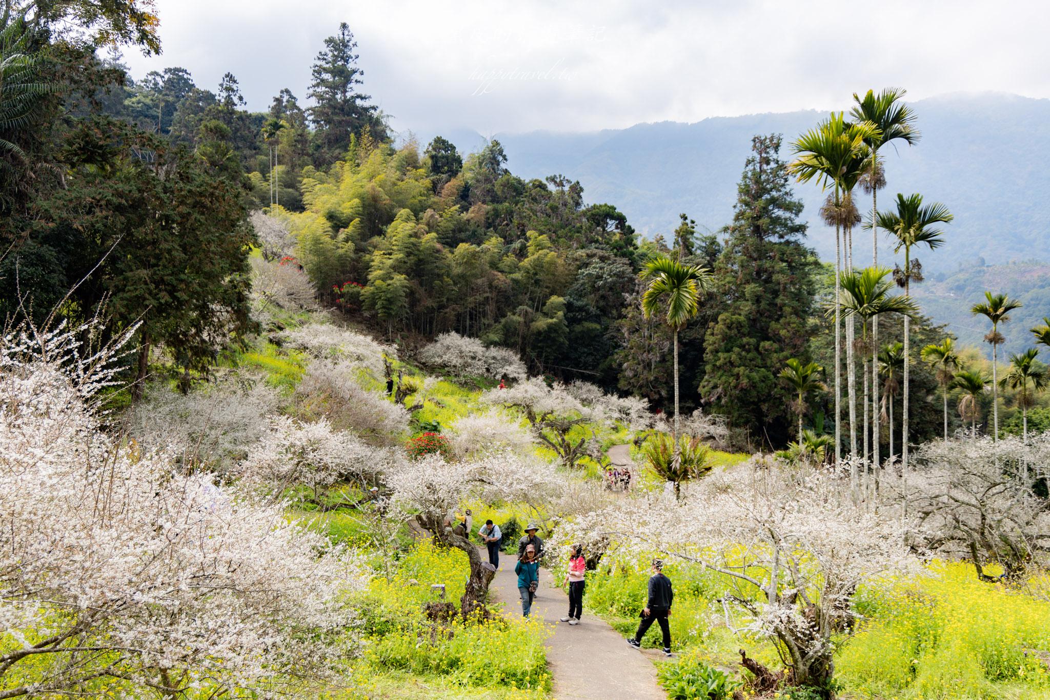 烏松崙森林渡假營【石家梅園】雪白梅花綻放啦!一起來踏雪尋梅 10 烏松崙森林渡假營(石家梅園)