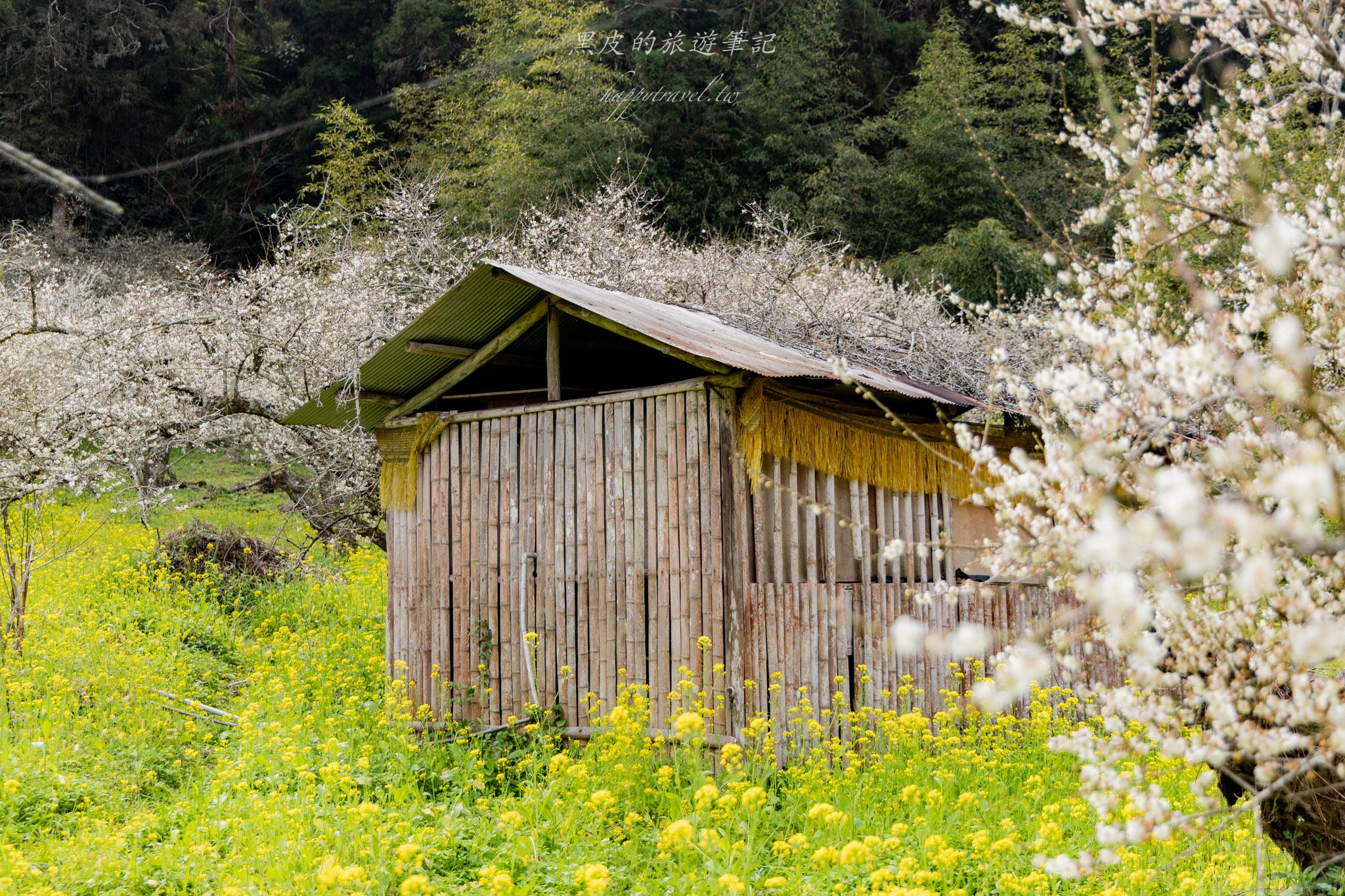 烏松崙森林渡假營【石家梅園】雪白梅花綻放啦!一起來踏雪尋梅 23 烏松崙森林渡假營(石家梅園)