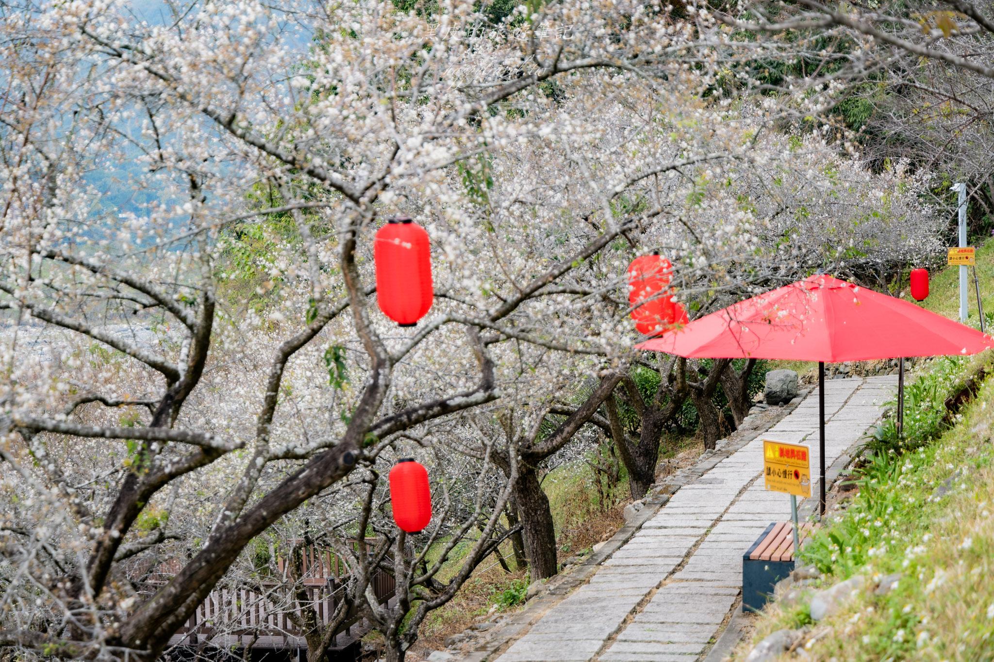 南投信義梅子夢工廠|在梅花與紅燈籠之間,走一段像日本鄉間的小徑 南投信義梅子夢工廠|在梅花與紅燈籠之間,走一段像日本鄉間的小徑